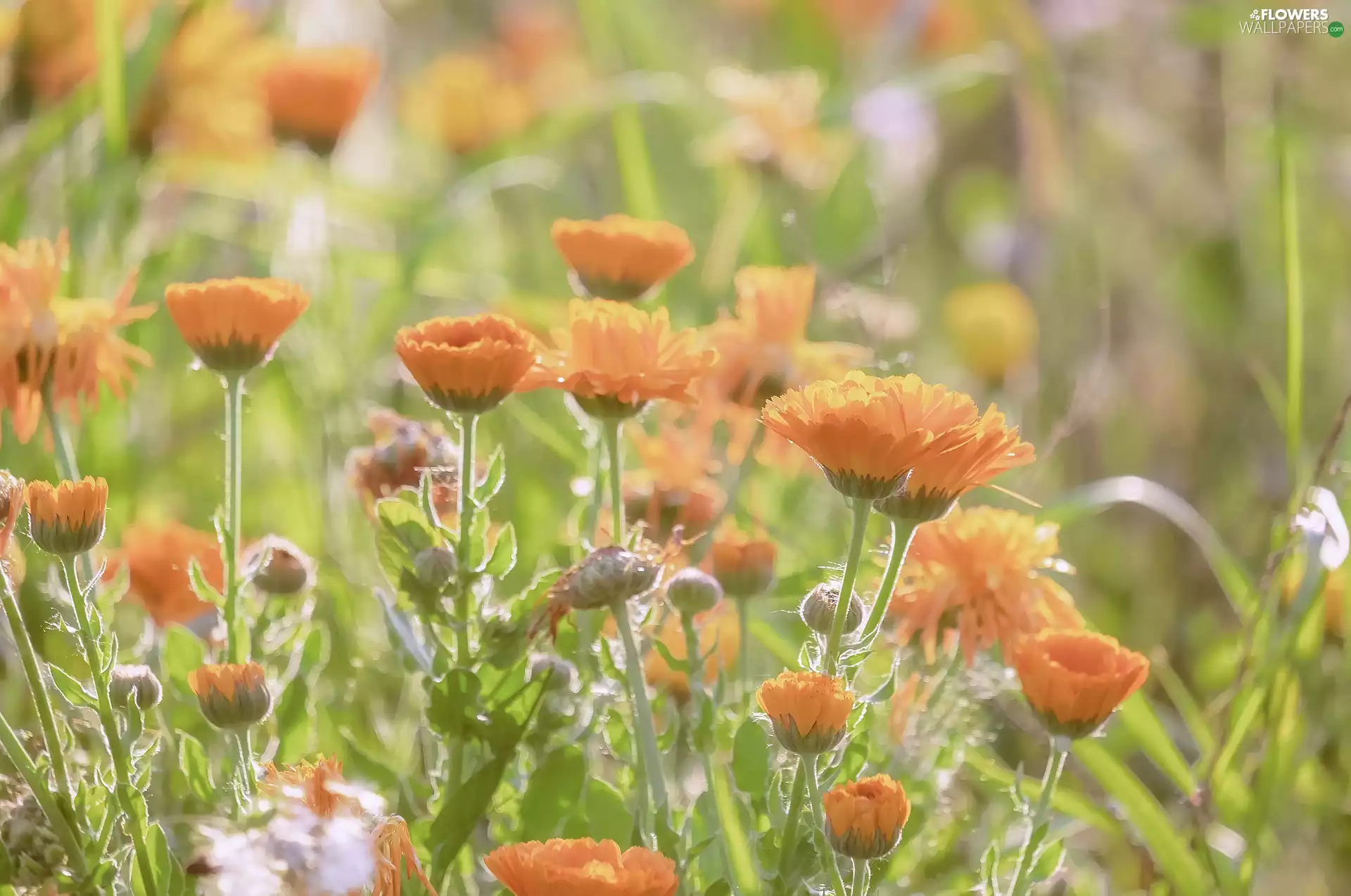 Meadow, blurry background, Flowers, Marigolds, Orange