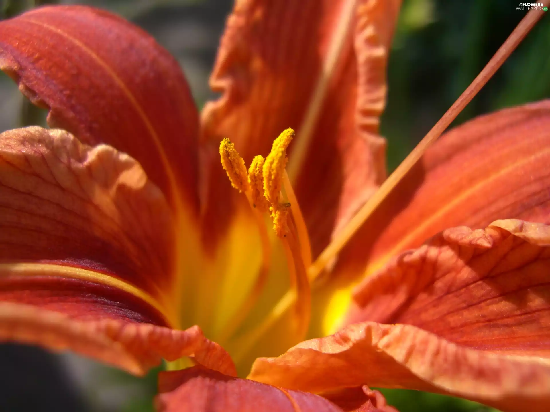 Orange, lily, Colourfull Flowers