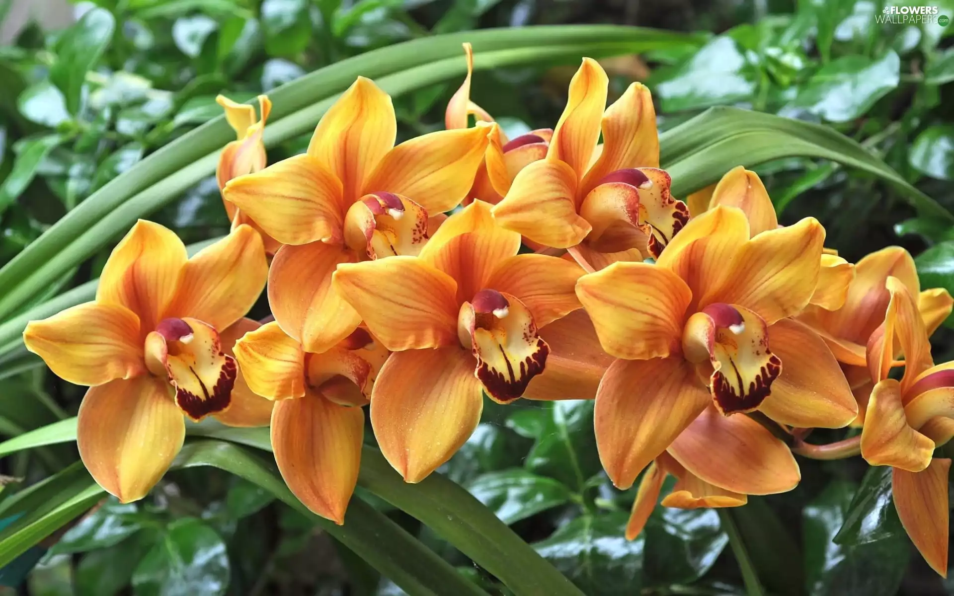 Orange, orchids, orchid, Flowers