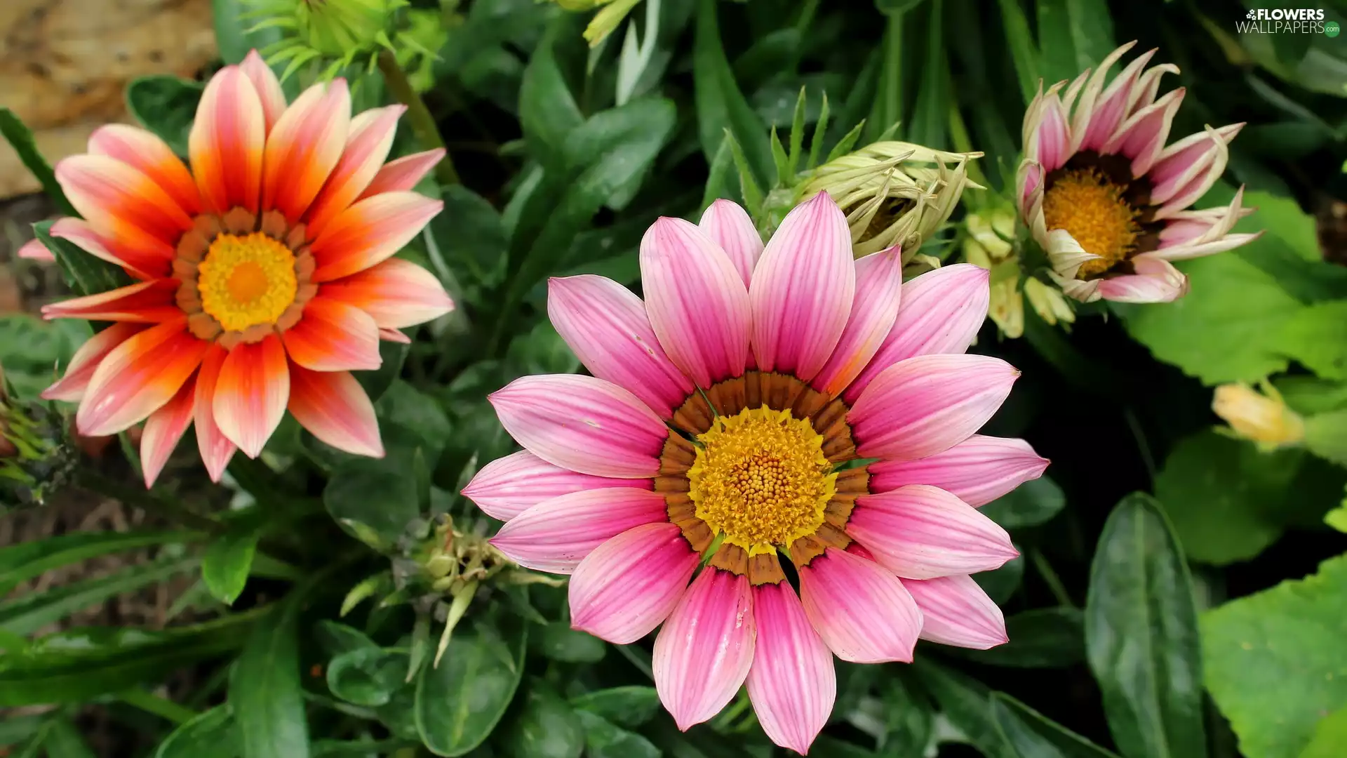 Colourfull Flowers, Orange, ##, Pink