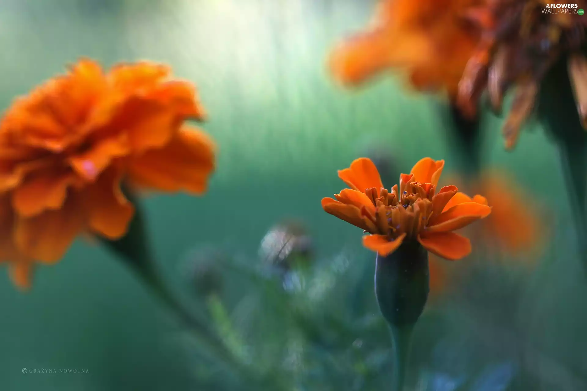 Flowers, Tagetes, Orange