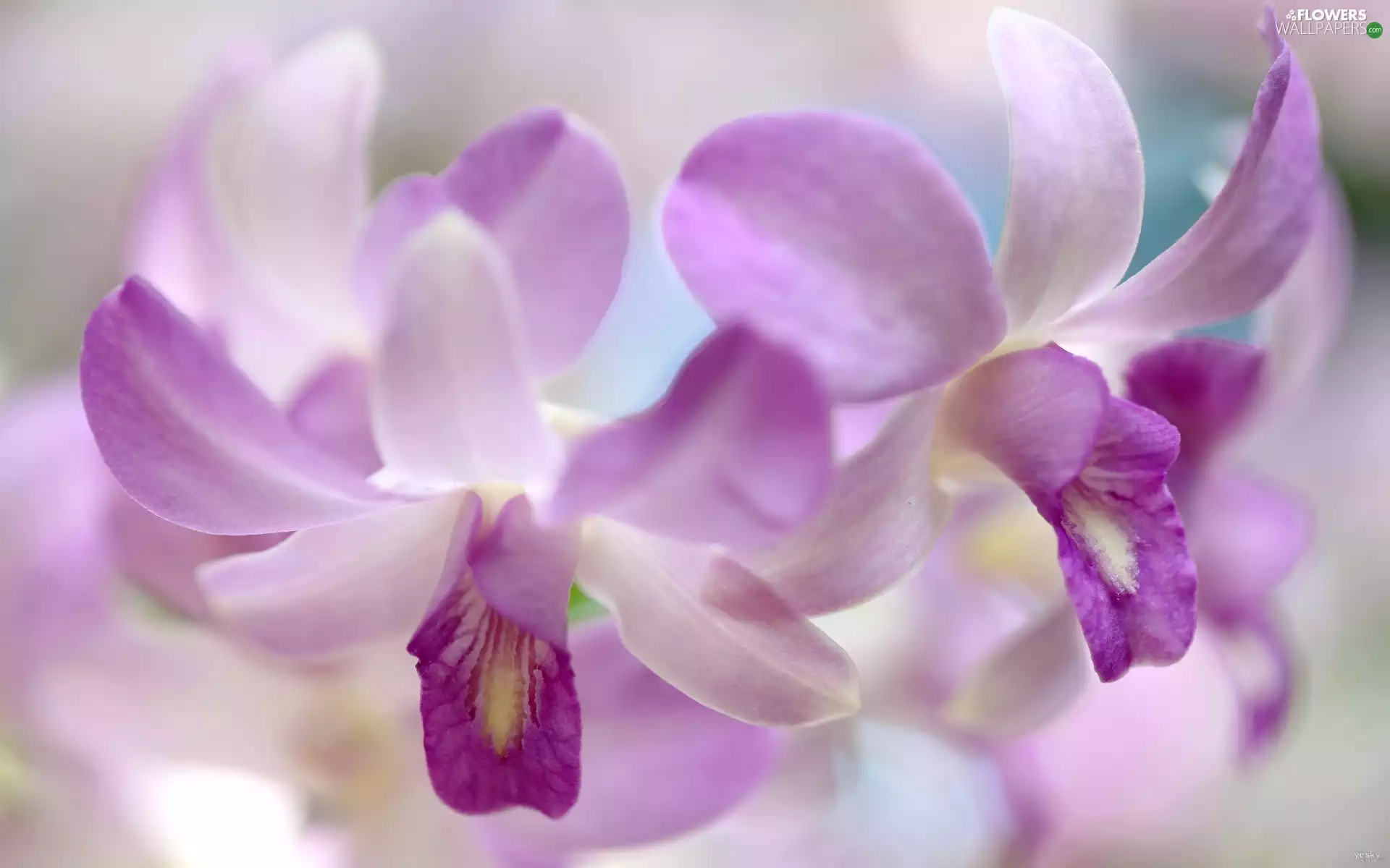orchid, Violet, Colourfull Flowers