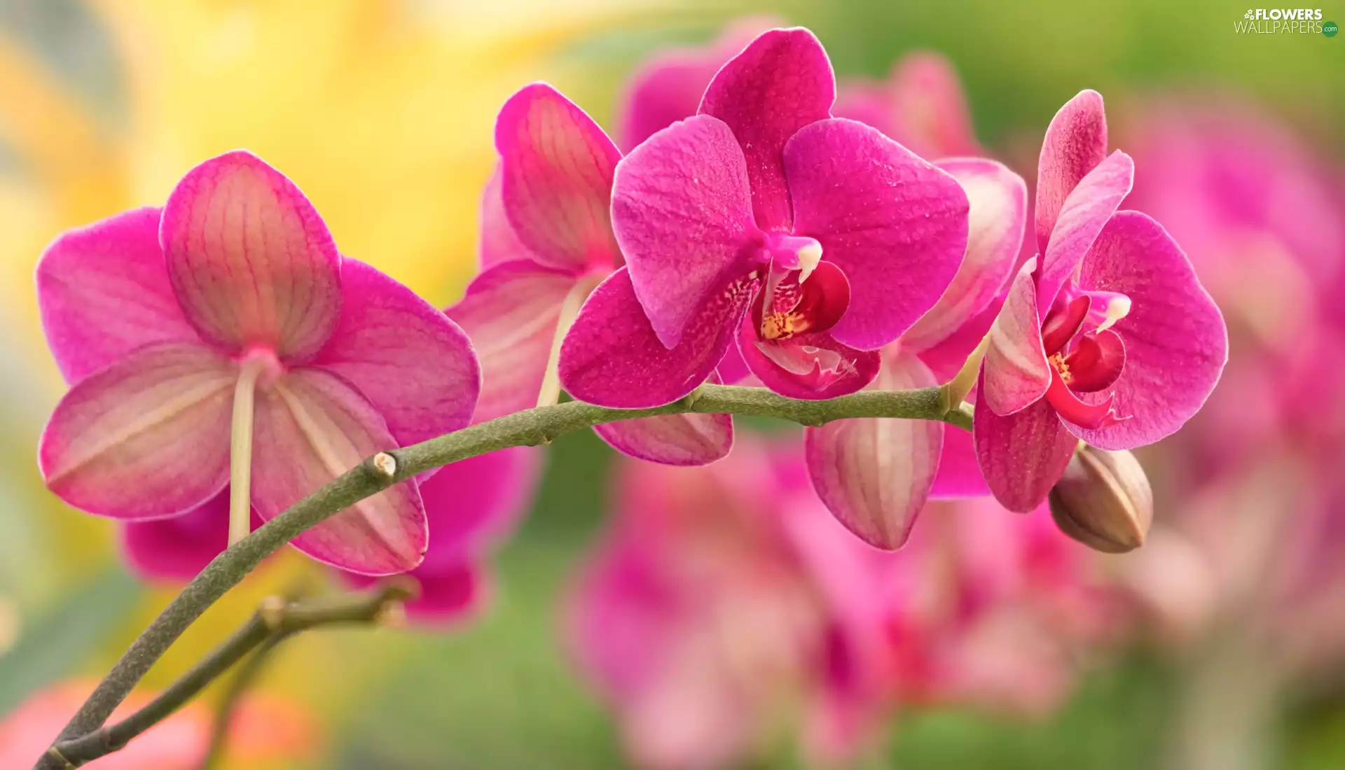 Colourfull Flowers, orchid, orchid, Pink