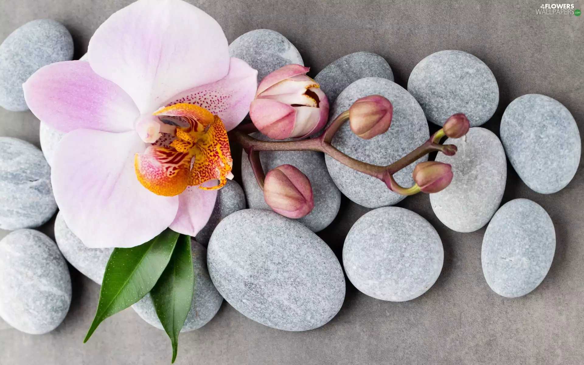 Colourfull Flowers, orchid, Stones, Pink