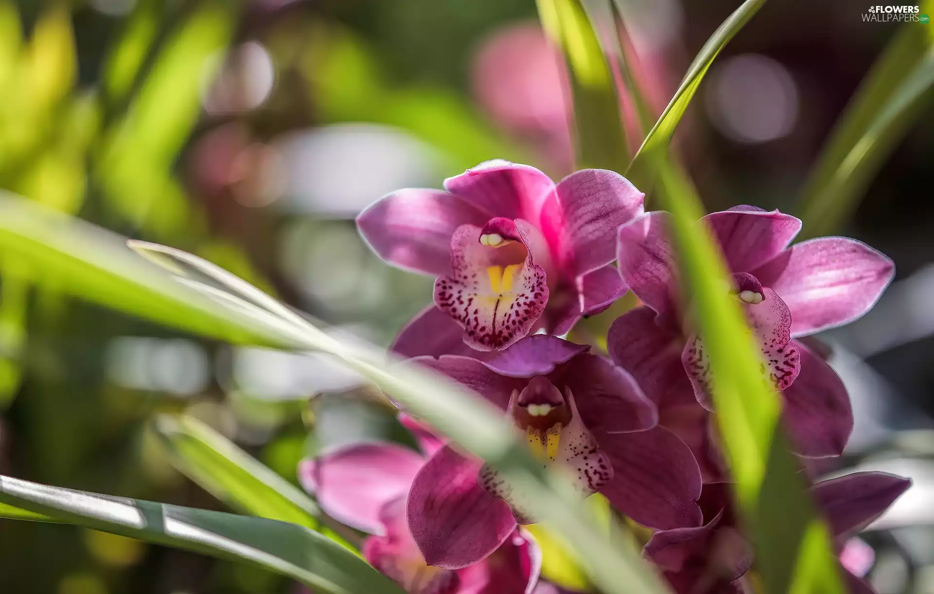 Flowers, orchid