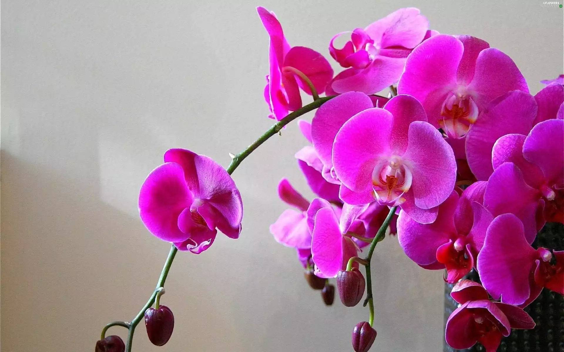 Flowers, orchids
