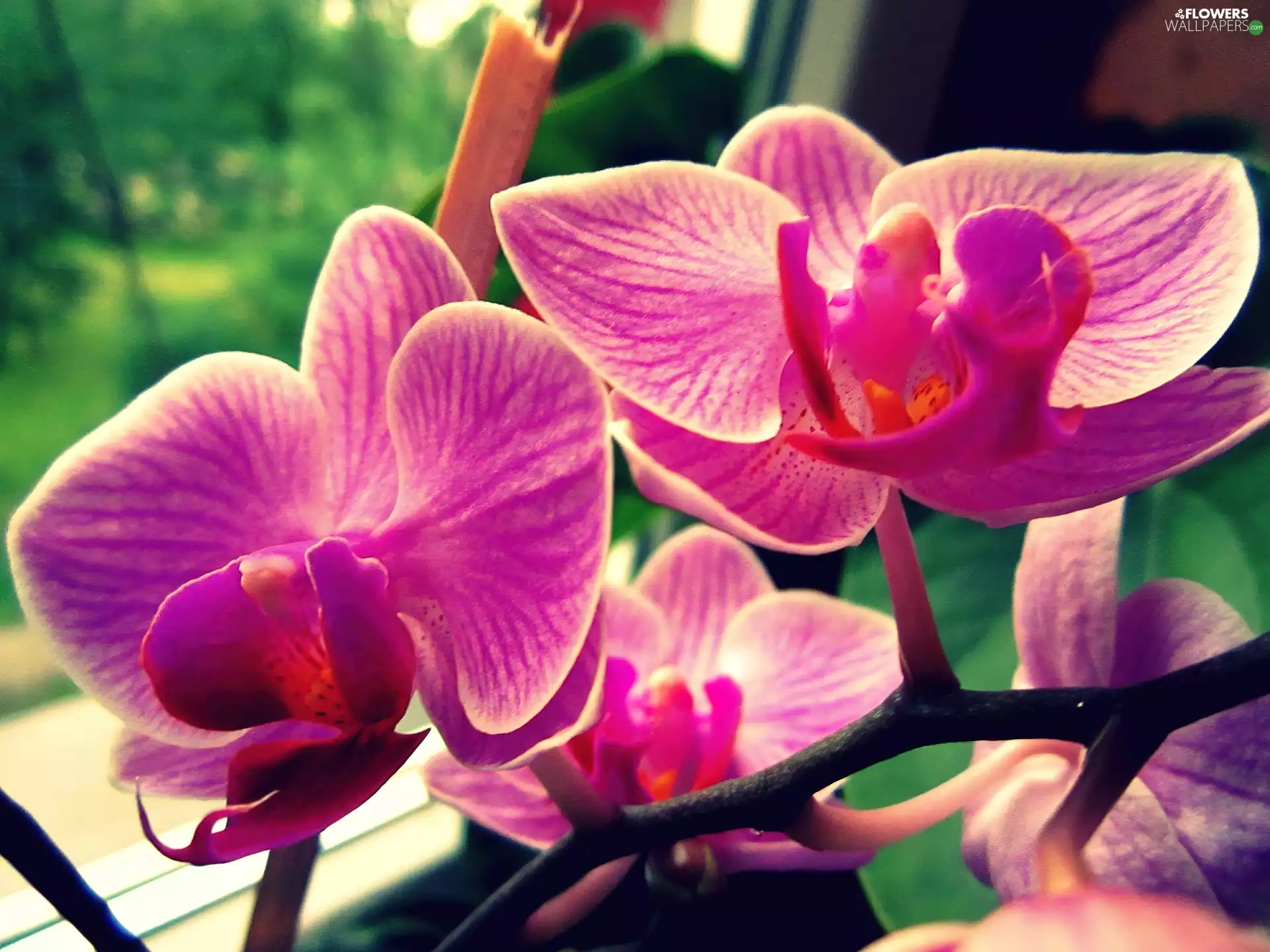 Flowers, orchids