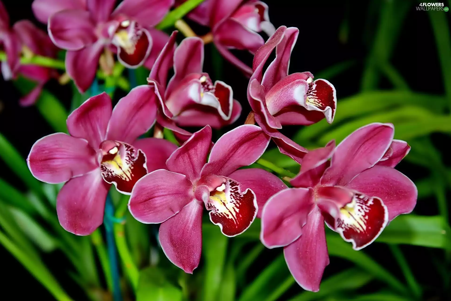 Flowers, orchids