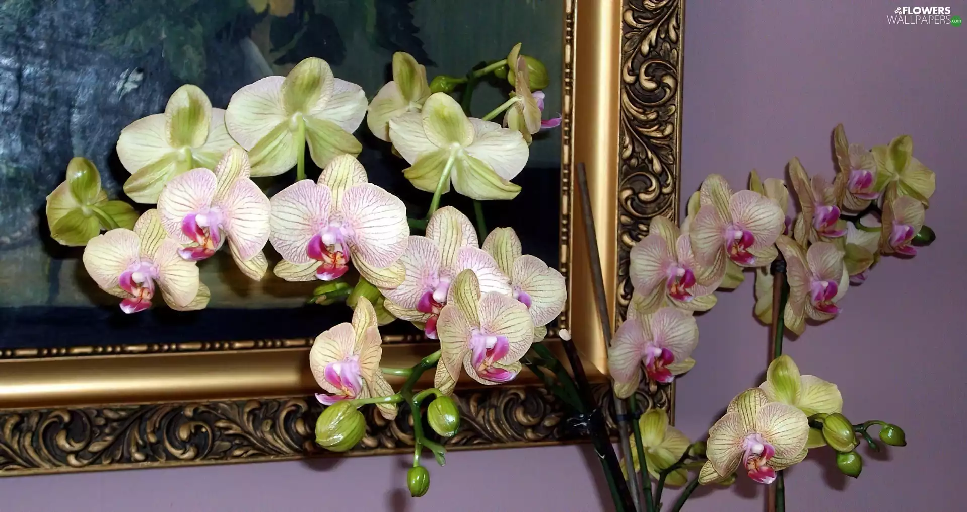 orchids, frame, Image, Flowers