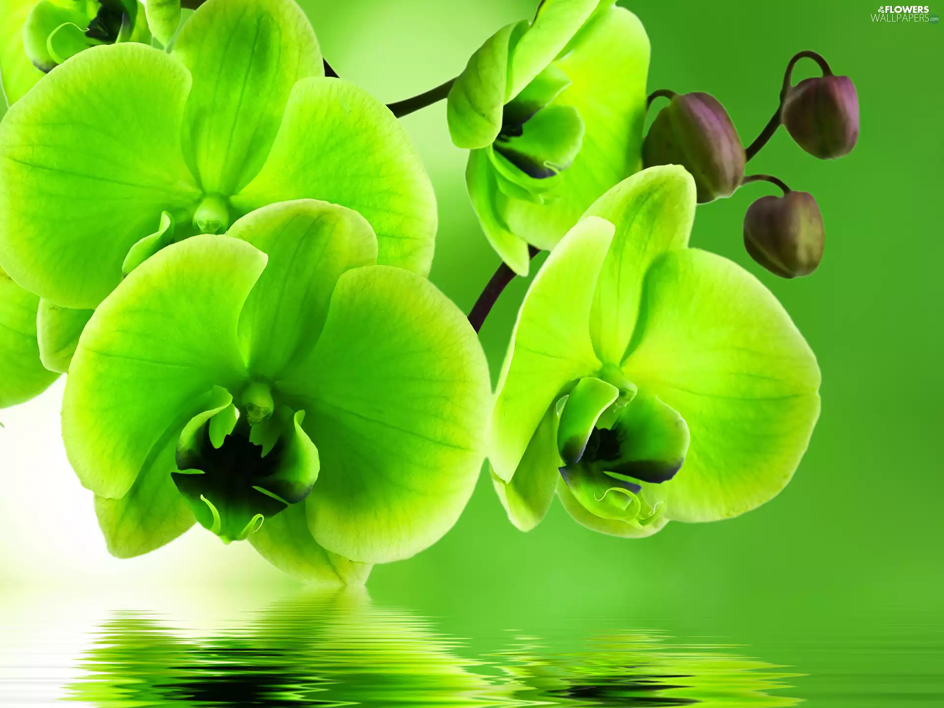 orchids, green ones, Flowers