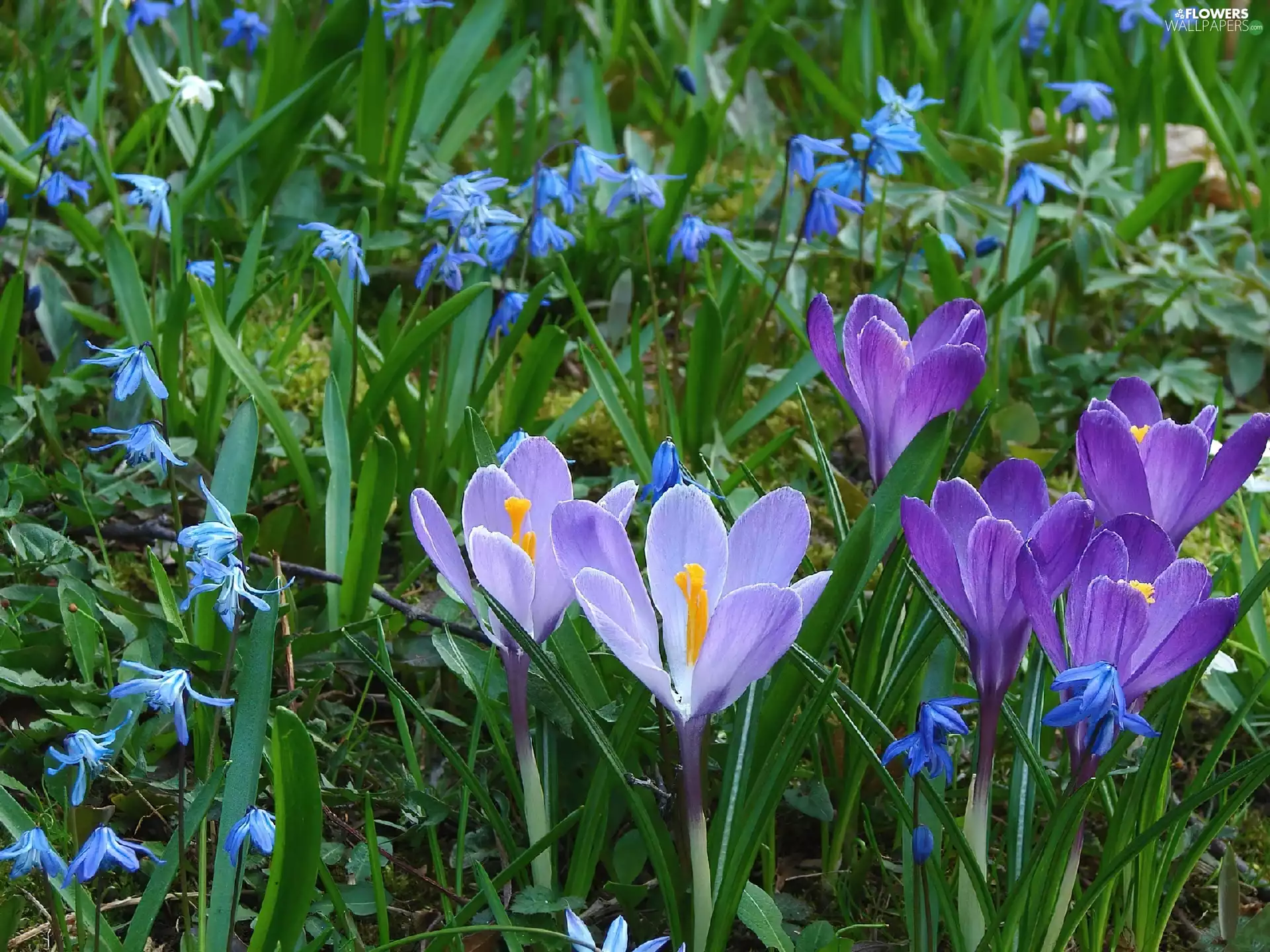 Flowers, crocuses, Other