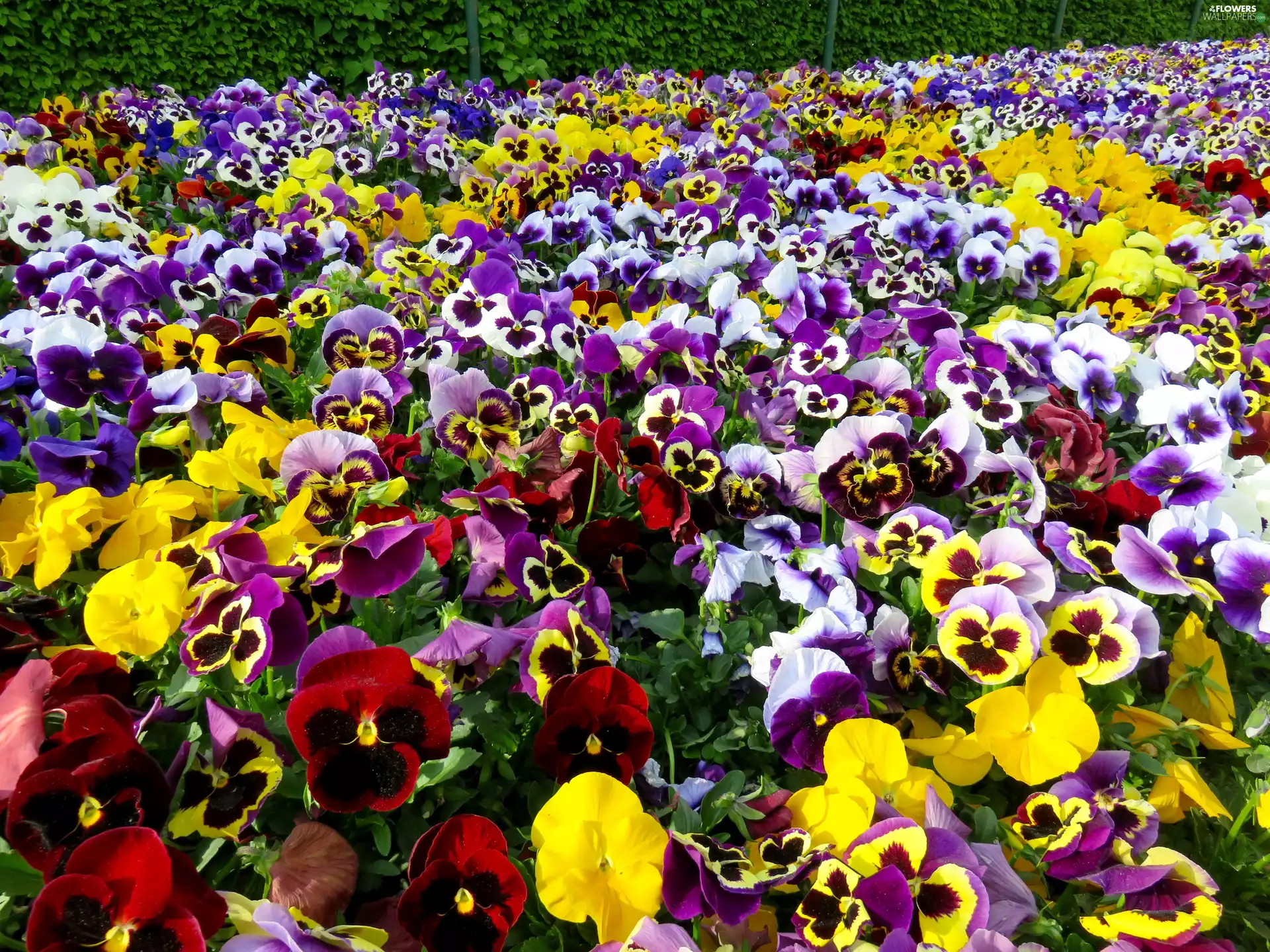 Flowers, pansies