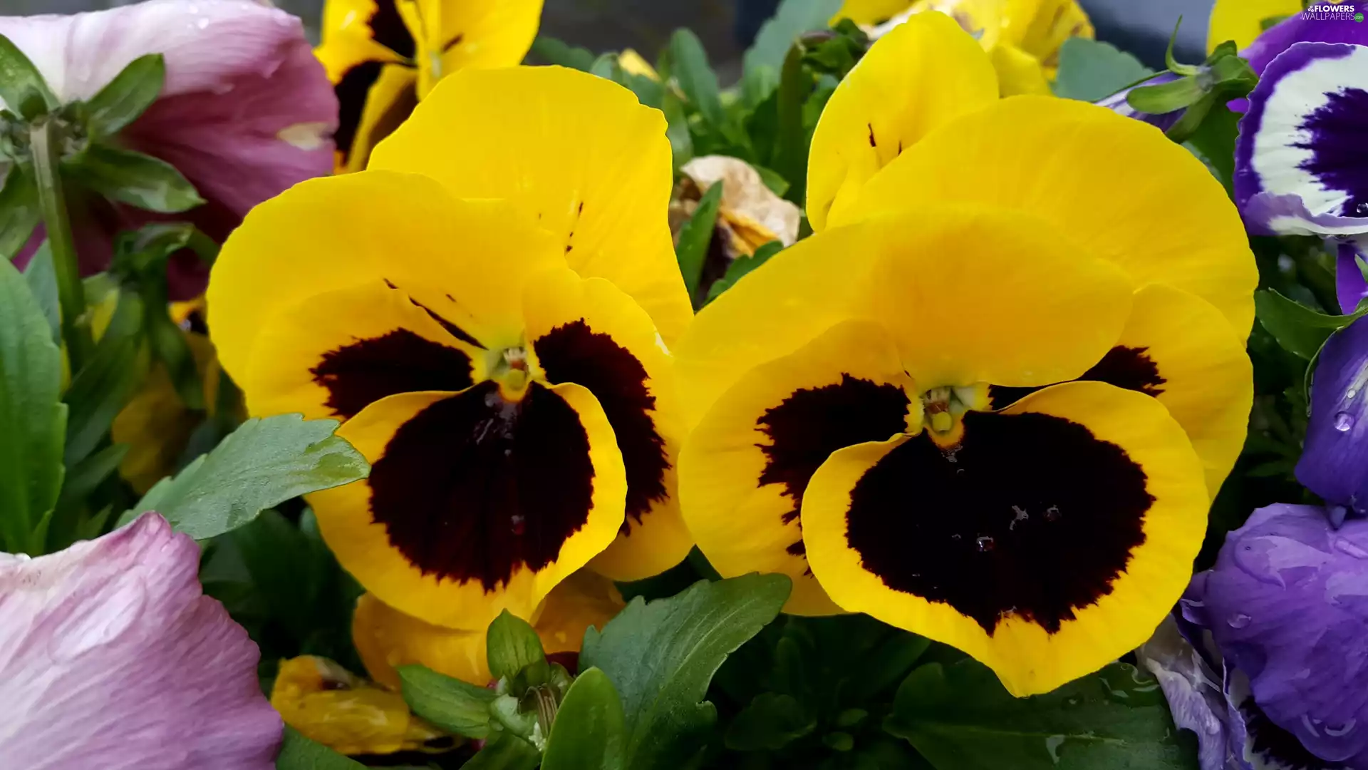Flowers, pansies
