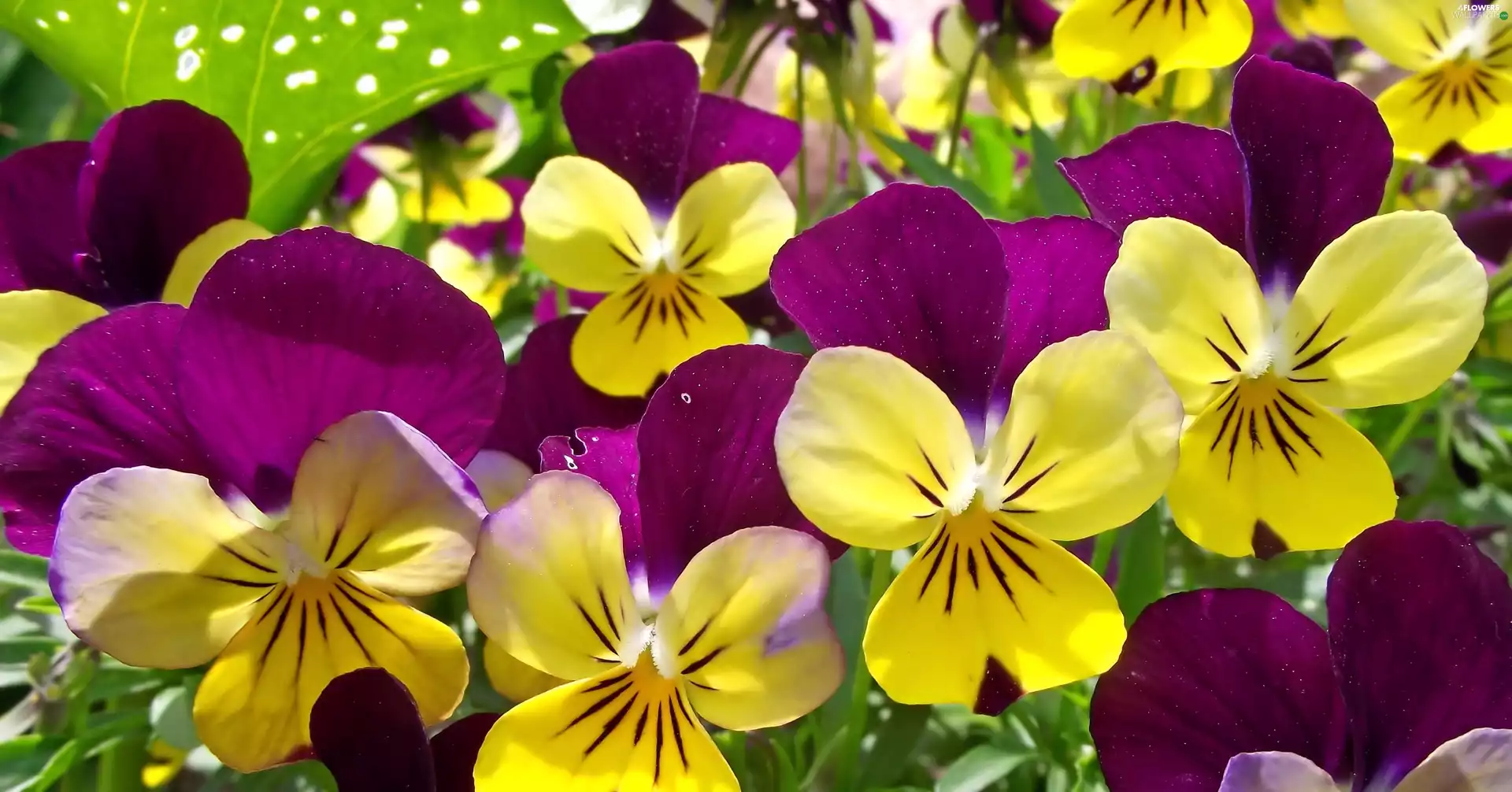 Flowers, pansies