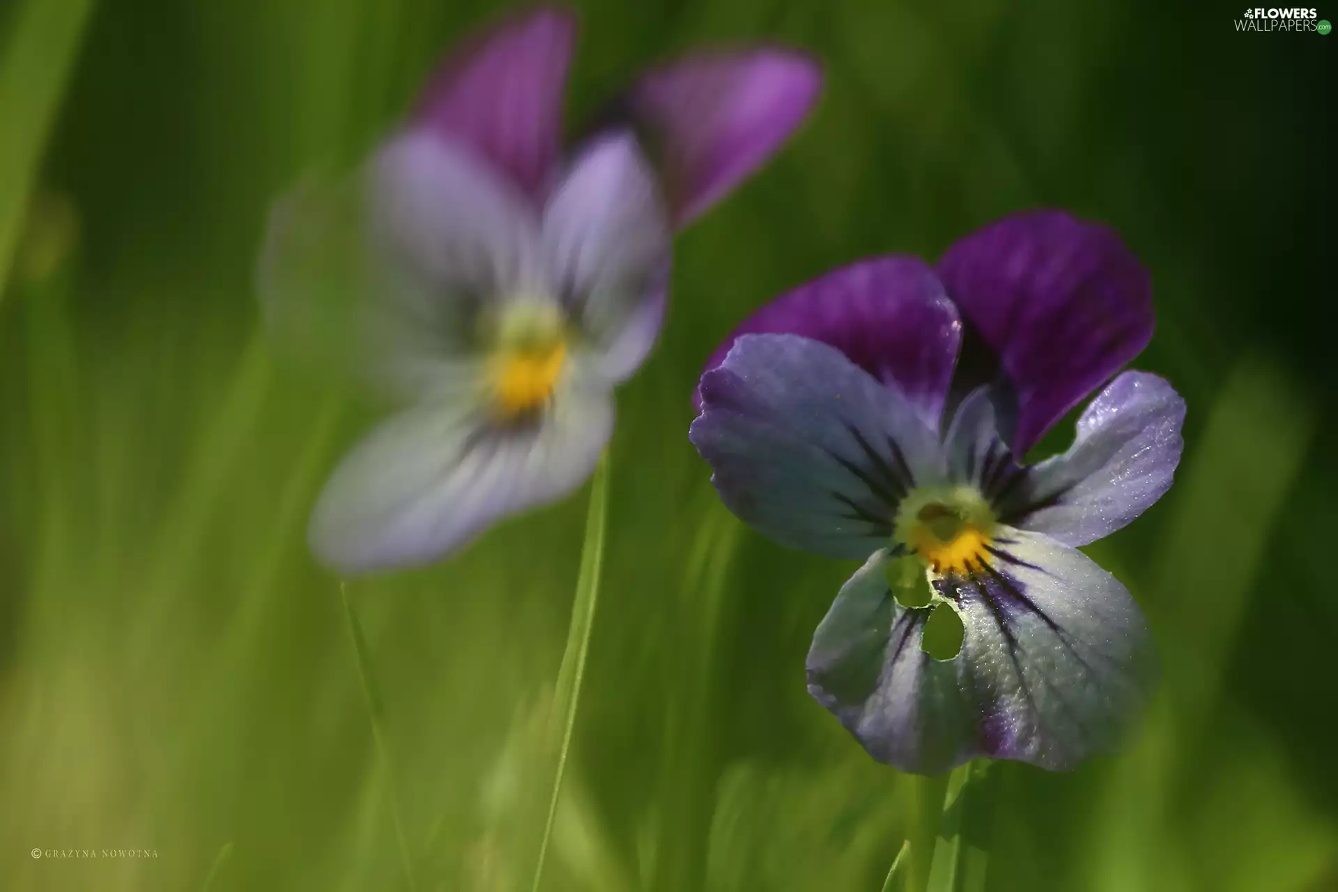 pansies, Flowers