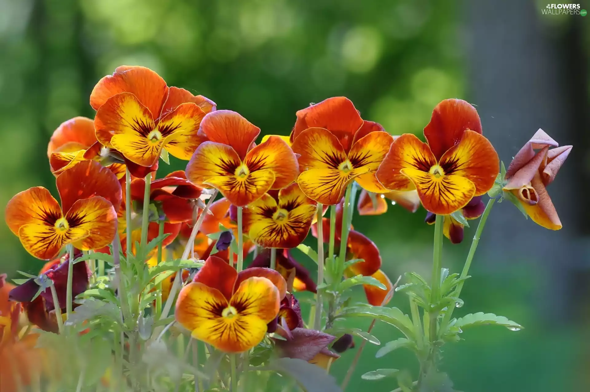 Flowers, pansies