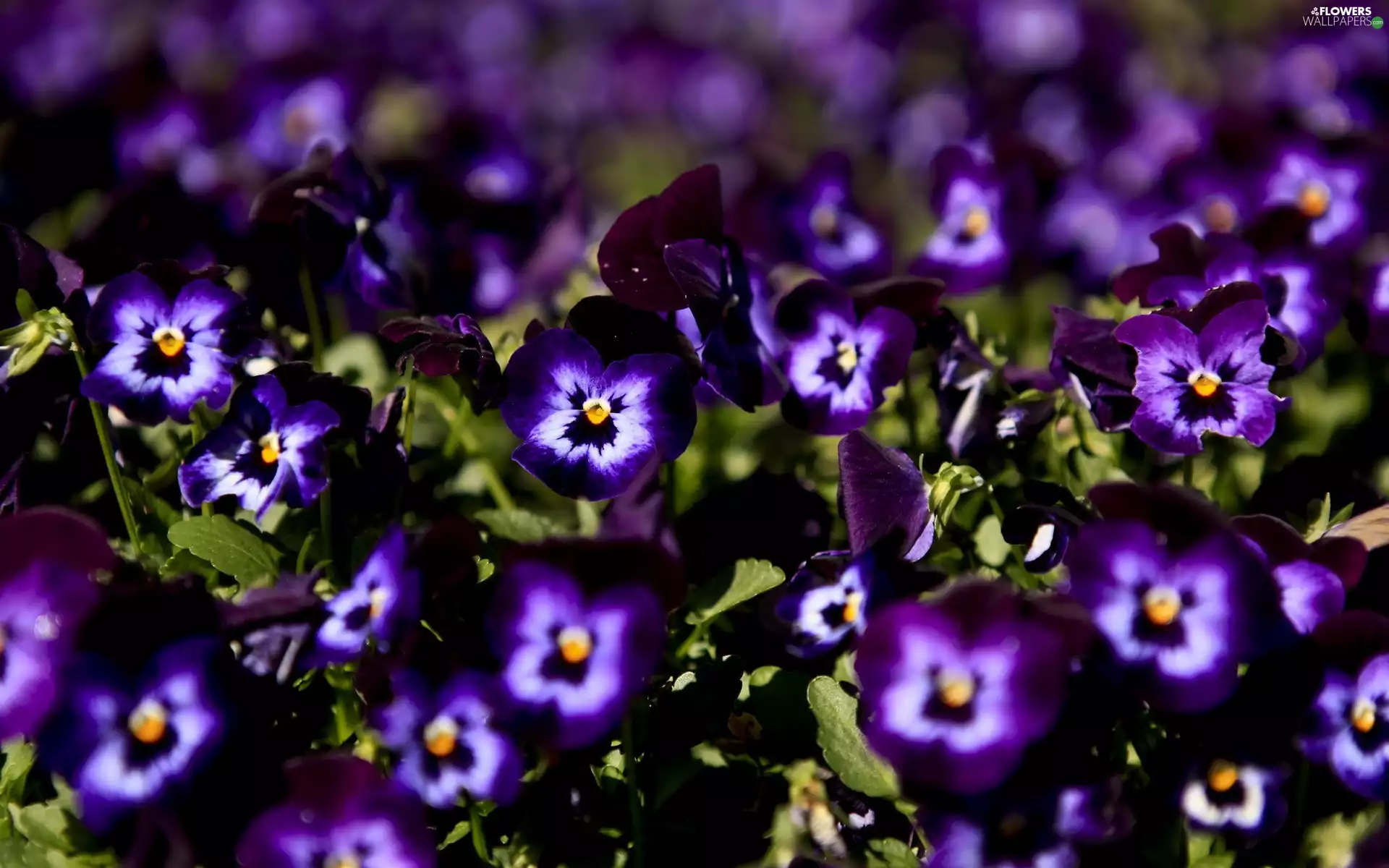 Flowers, pansies