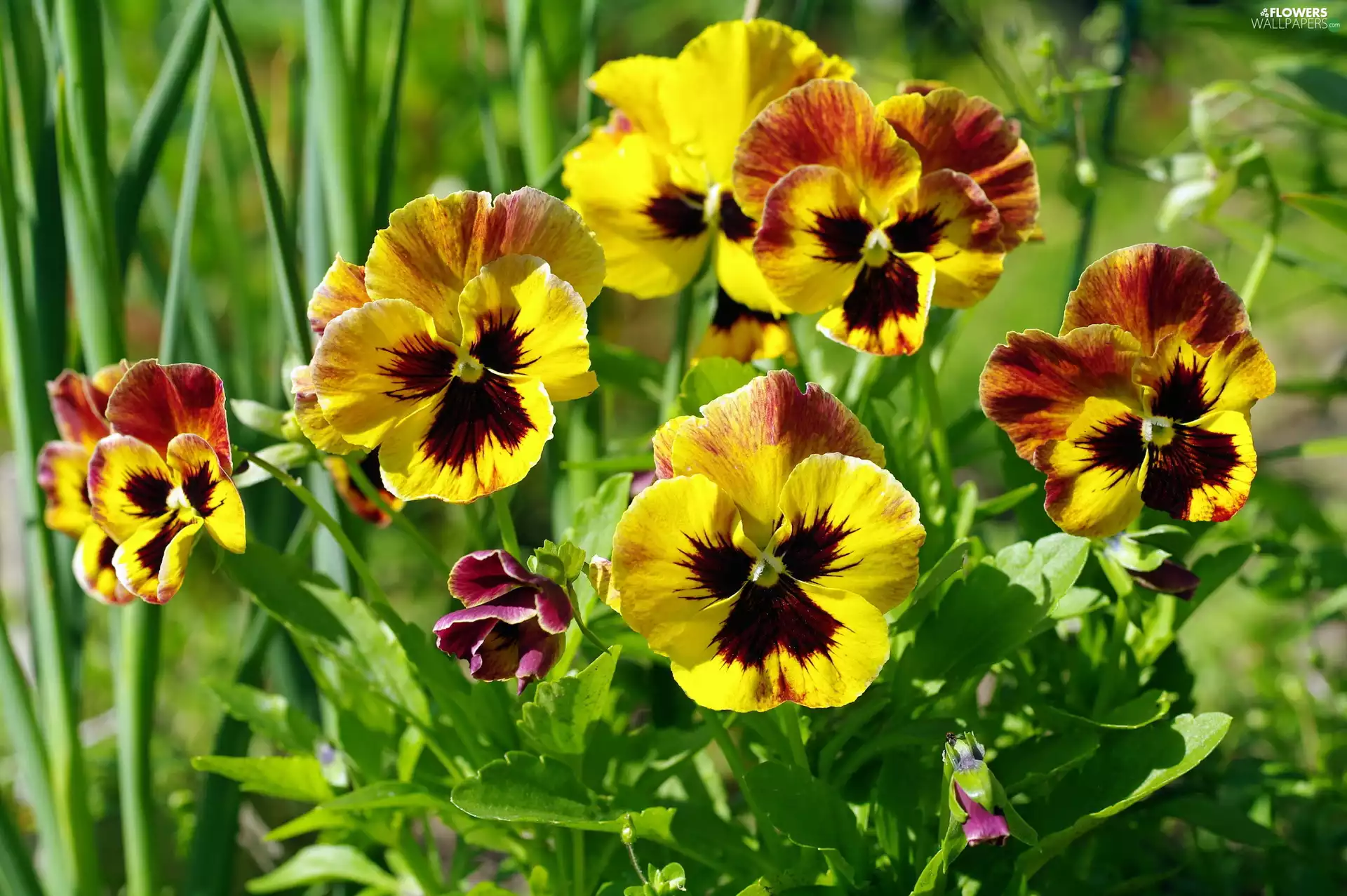Flowers, pansies