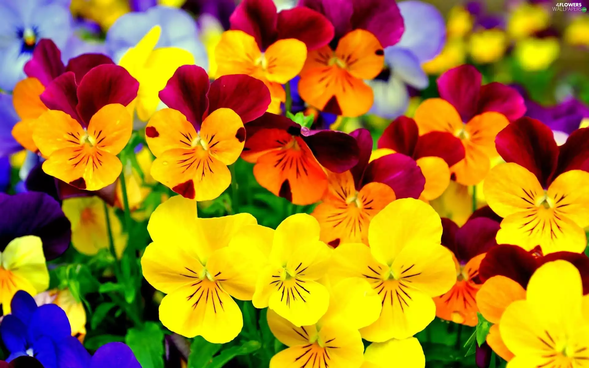 Flowers, pansies