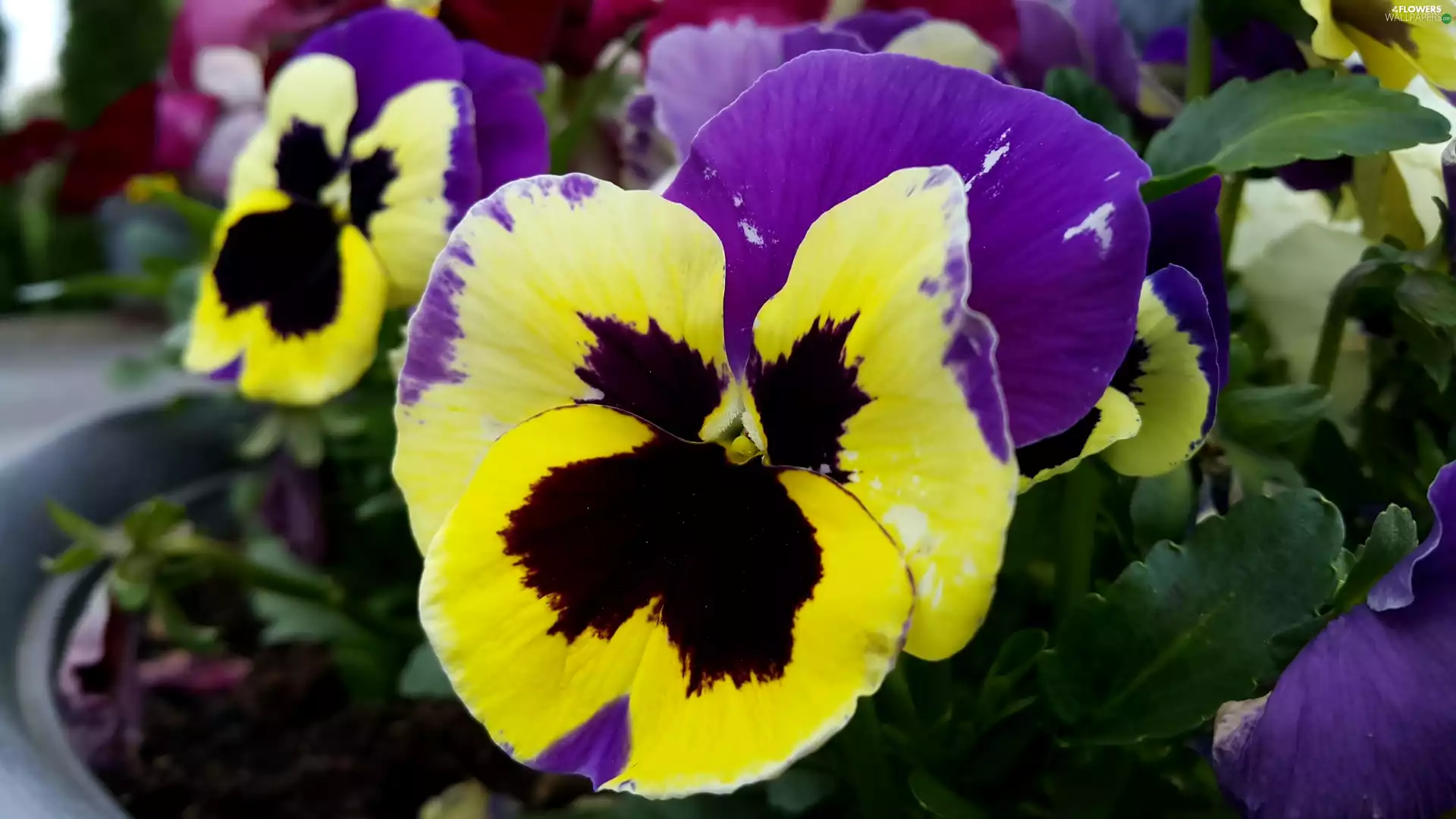 Flowers, pansies