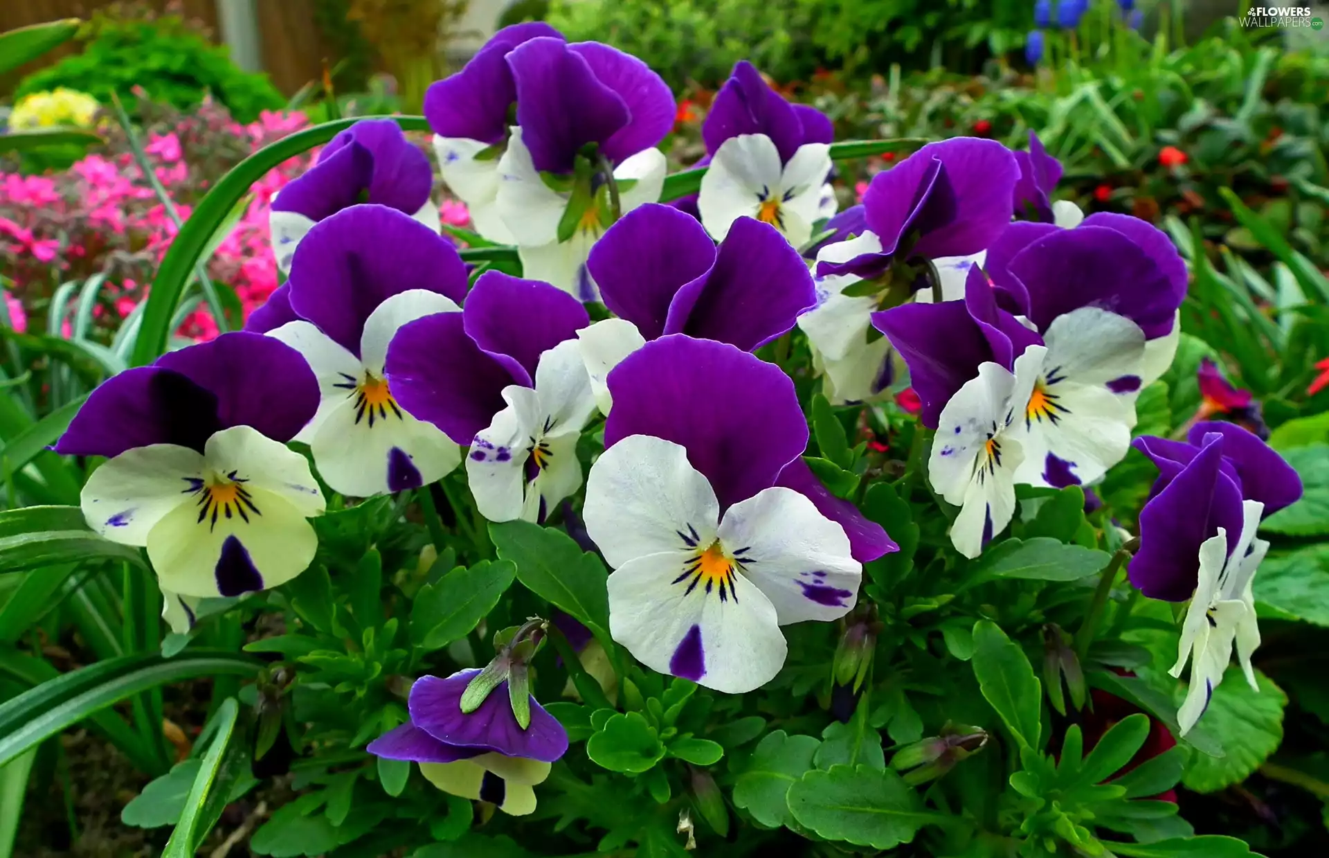 Flowers, pansies