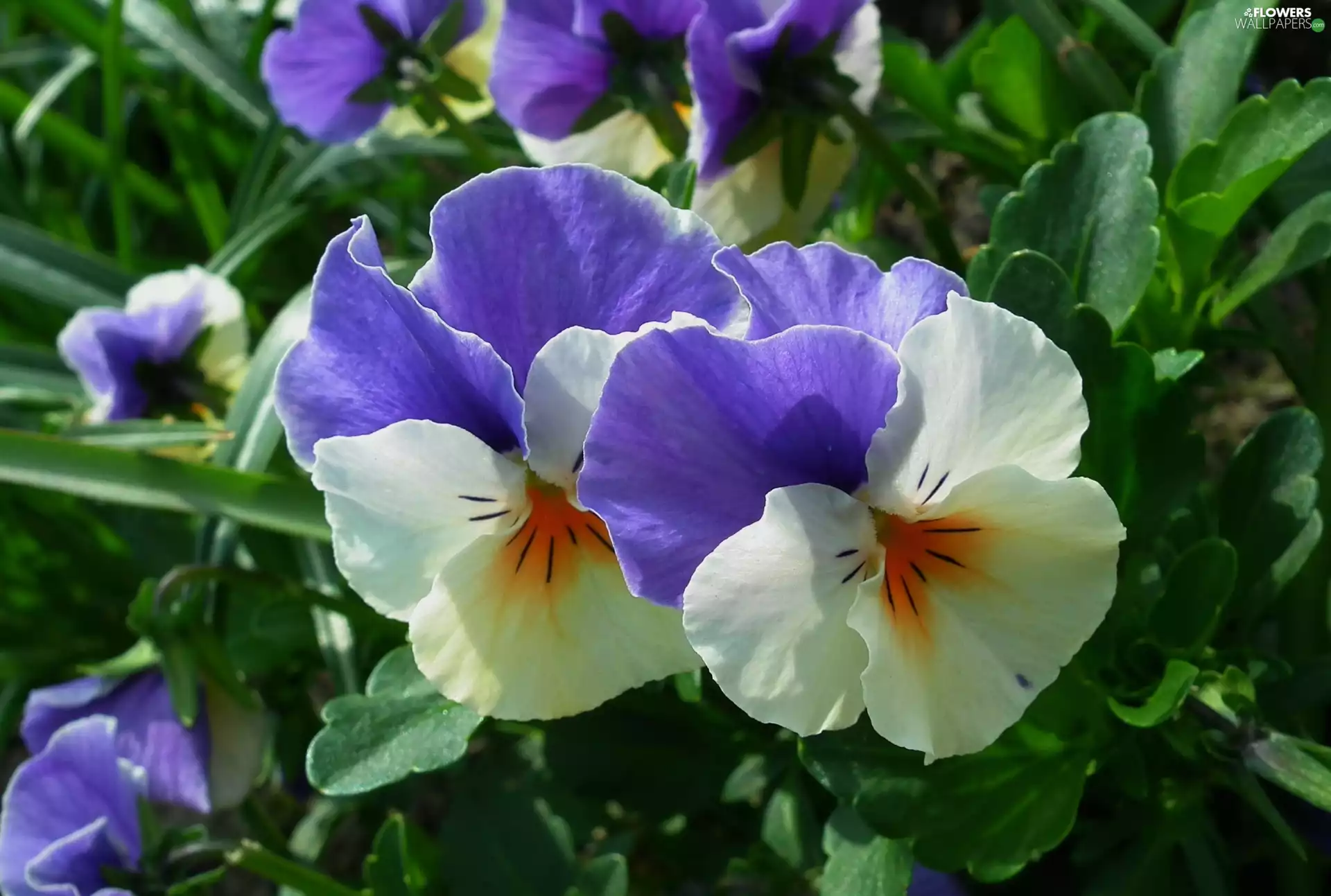 Flowers, pansies