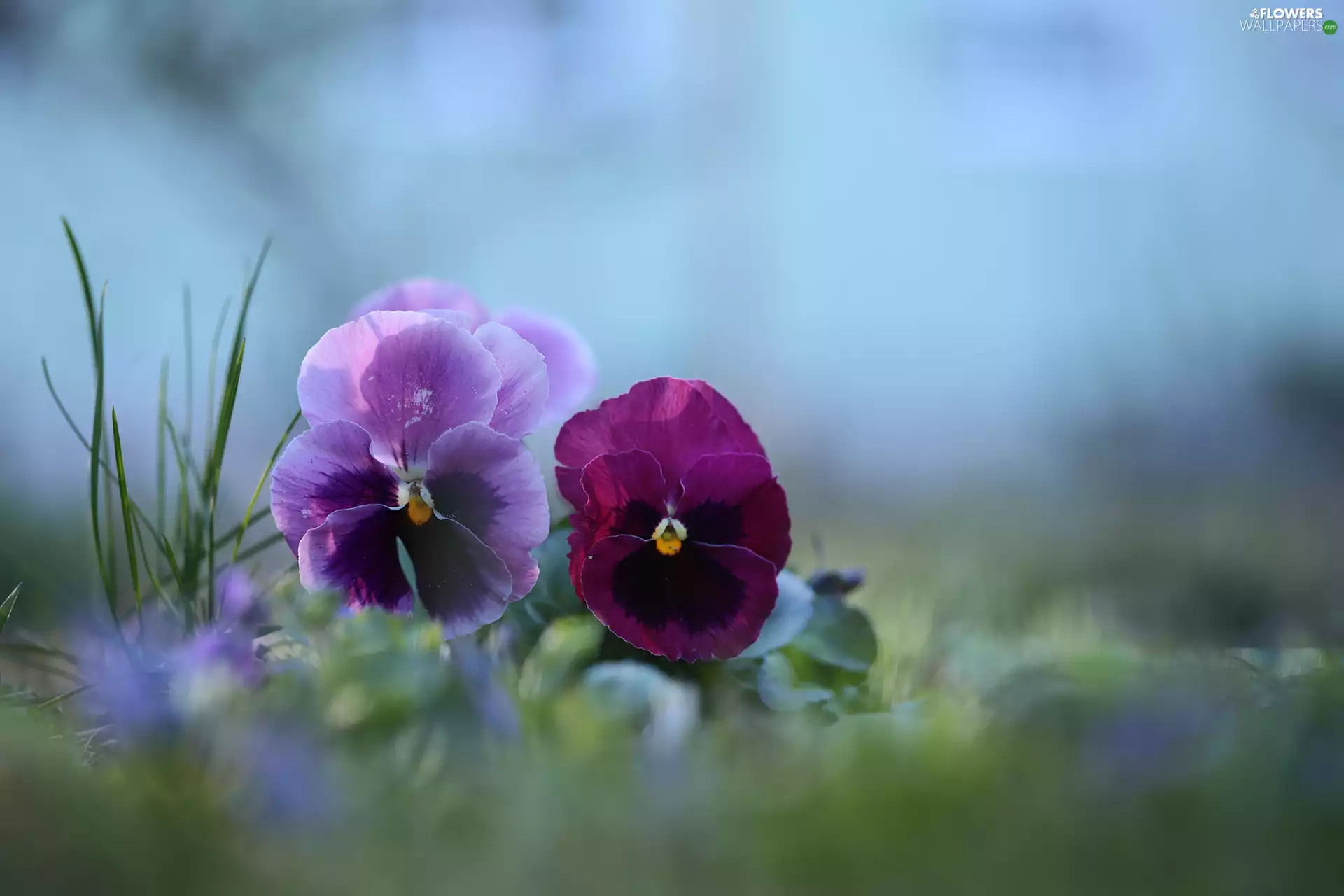pansies, Two cars, Flowers