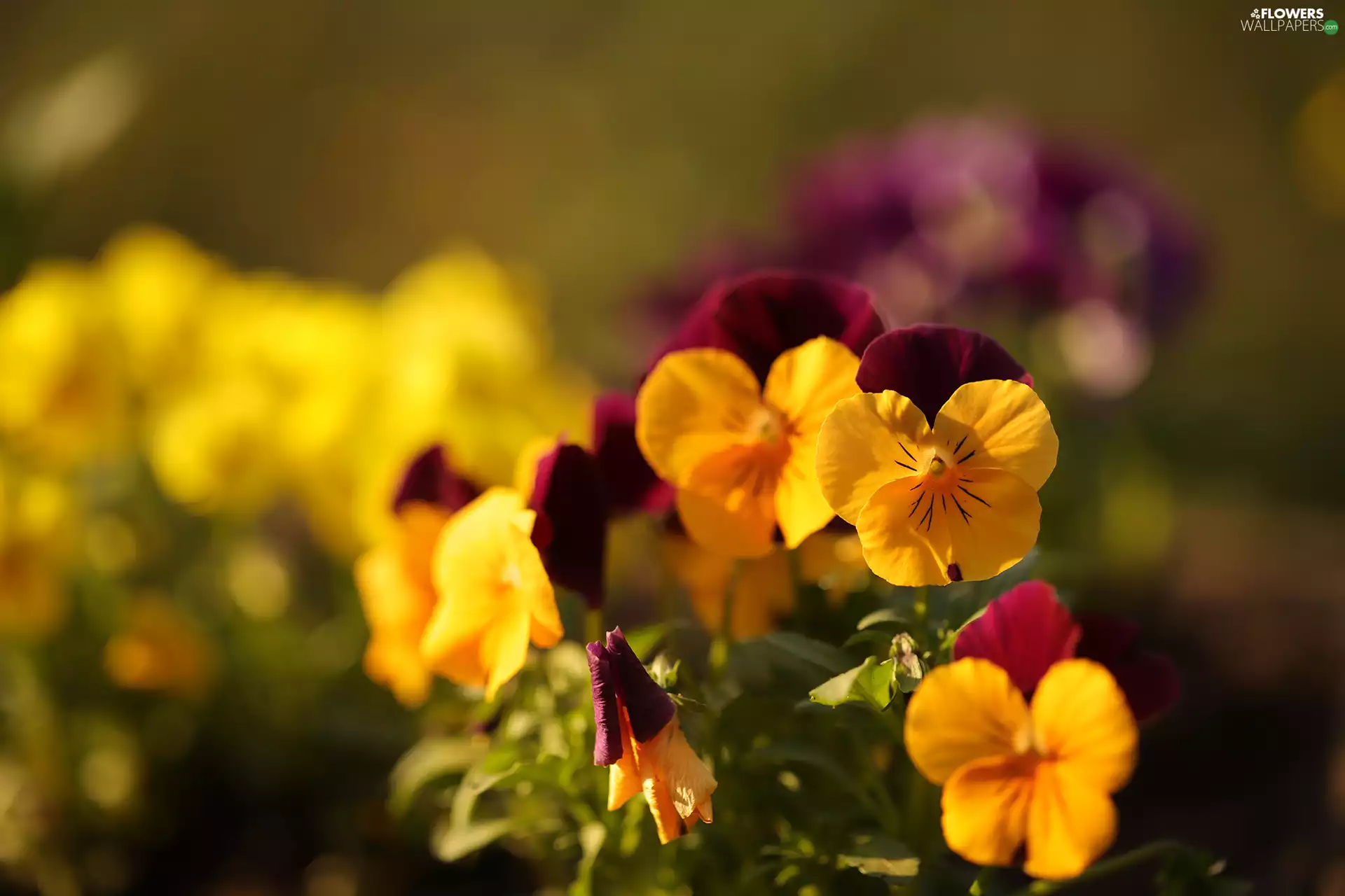 Flowers, color, pansies