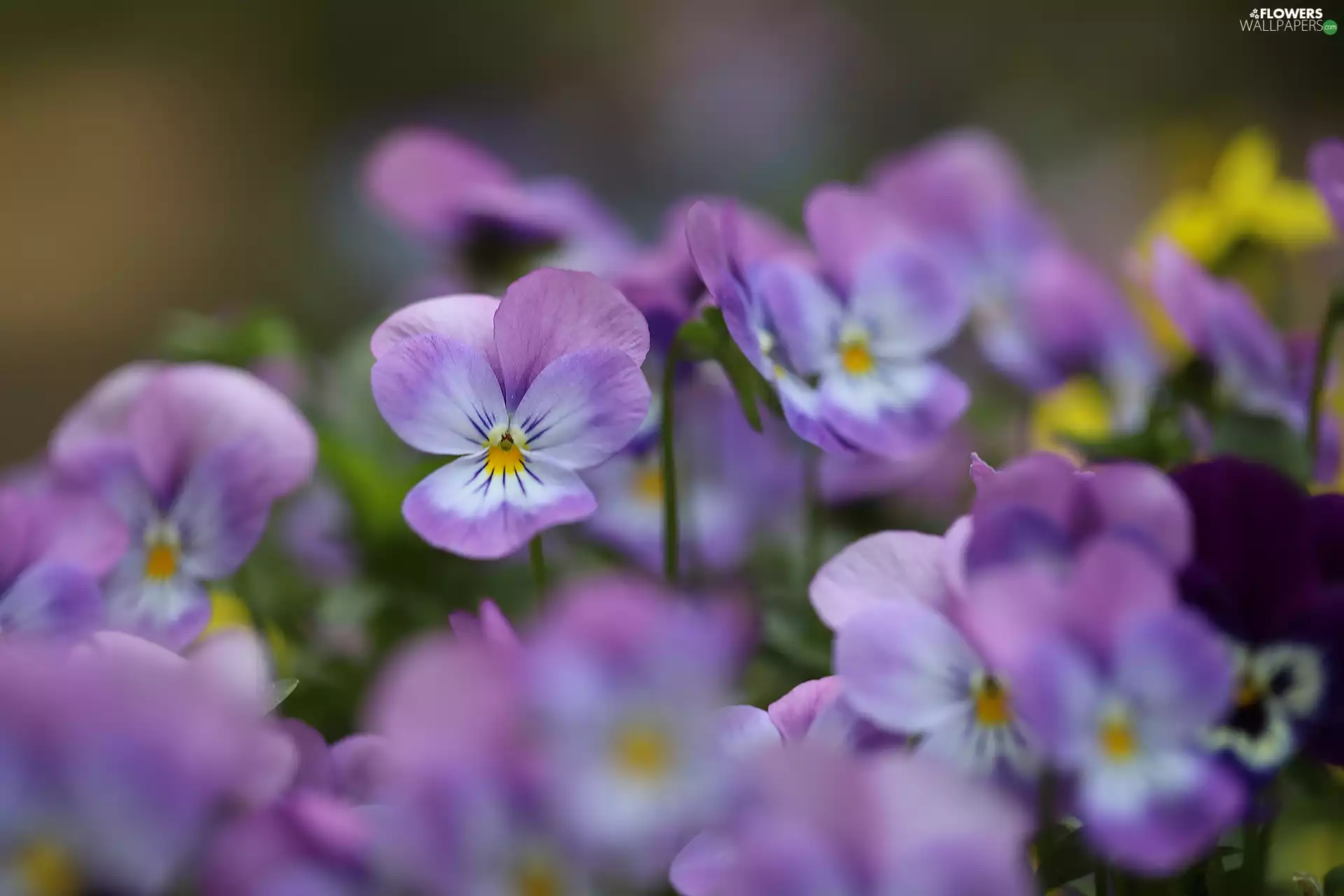 Flowers, Pink, pansies