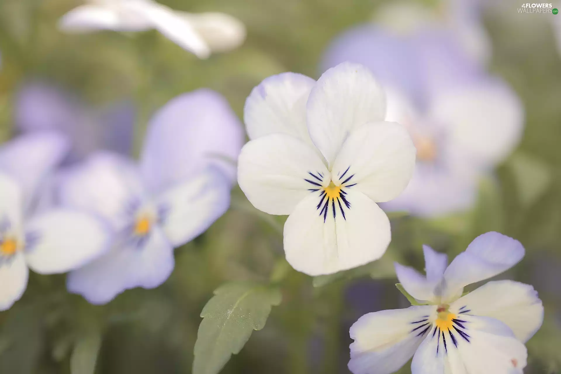 Flowers, White, pansies