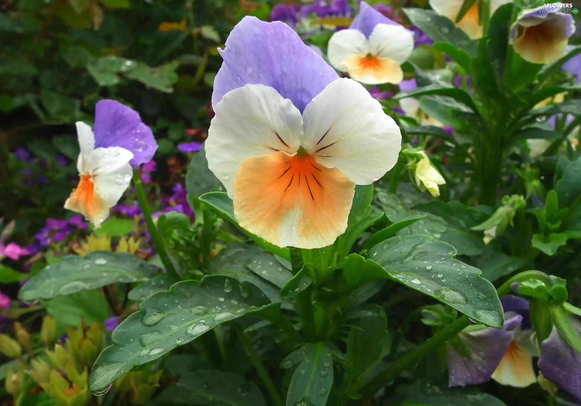 pansy, nature, Colourfull Flowers
