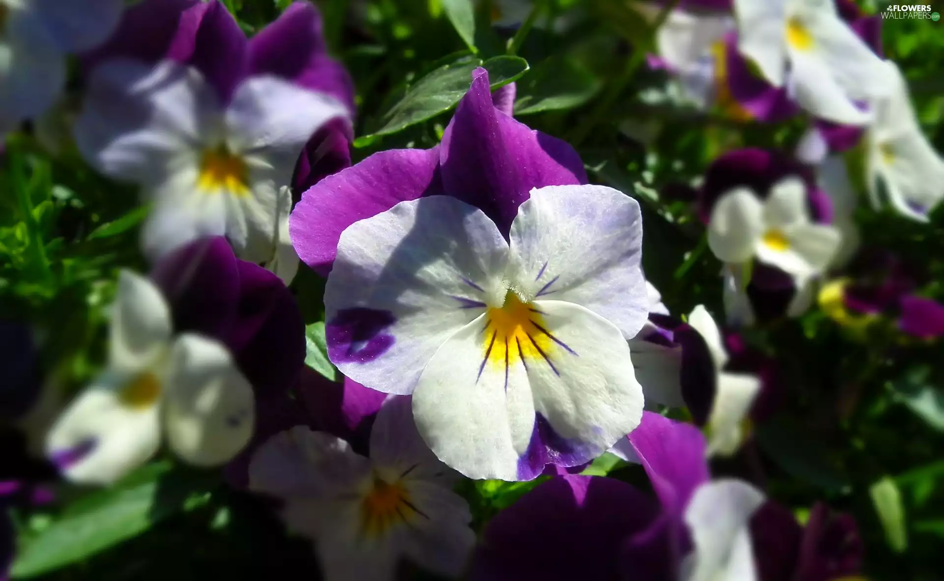 pansy, nature, Colourfull Flowers