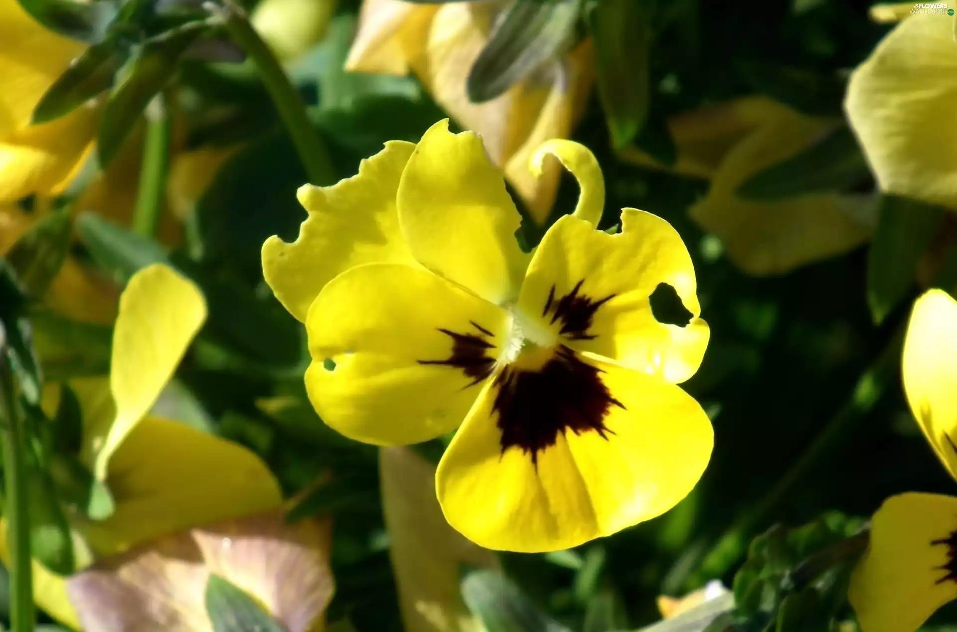 pansy, nature, Colourfull Flowers