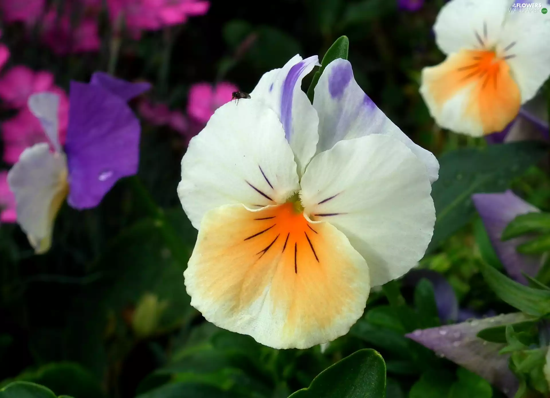 pansy, nature, Colourfull Flowers