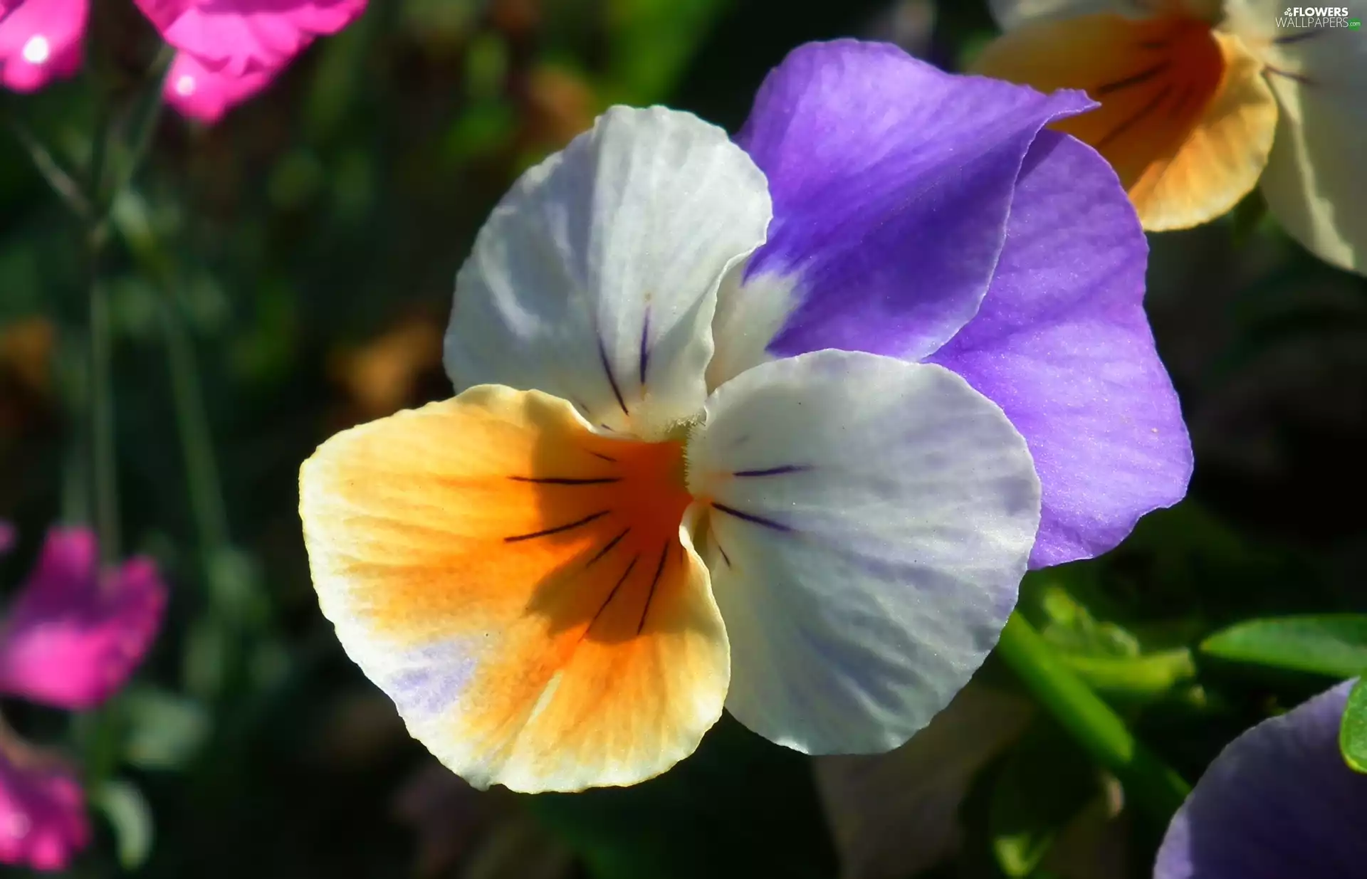 pansy, nature, Colourfull Flowers