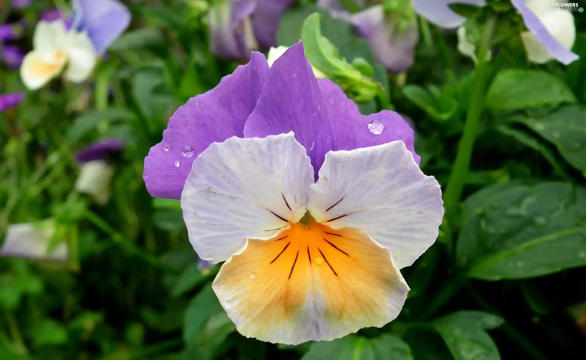 pansy, nature, Colourfull Flowers