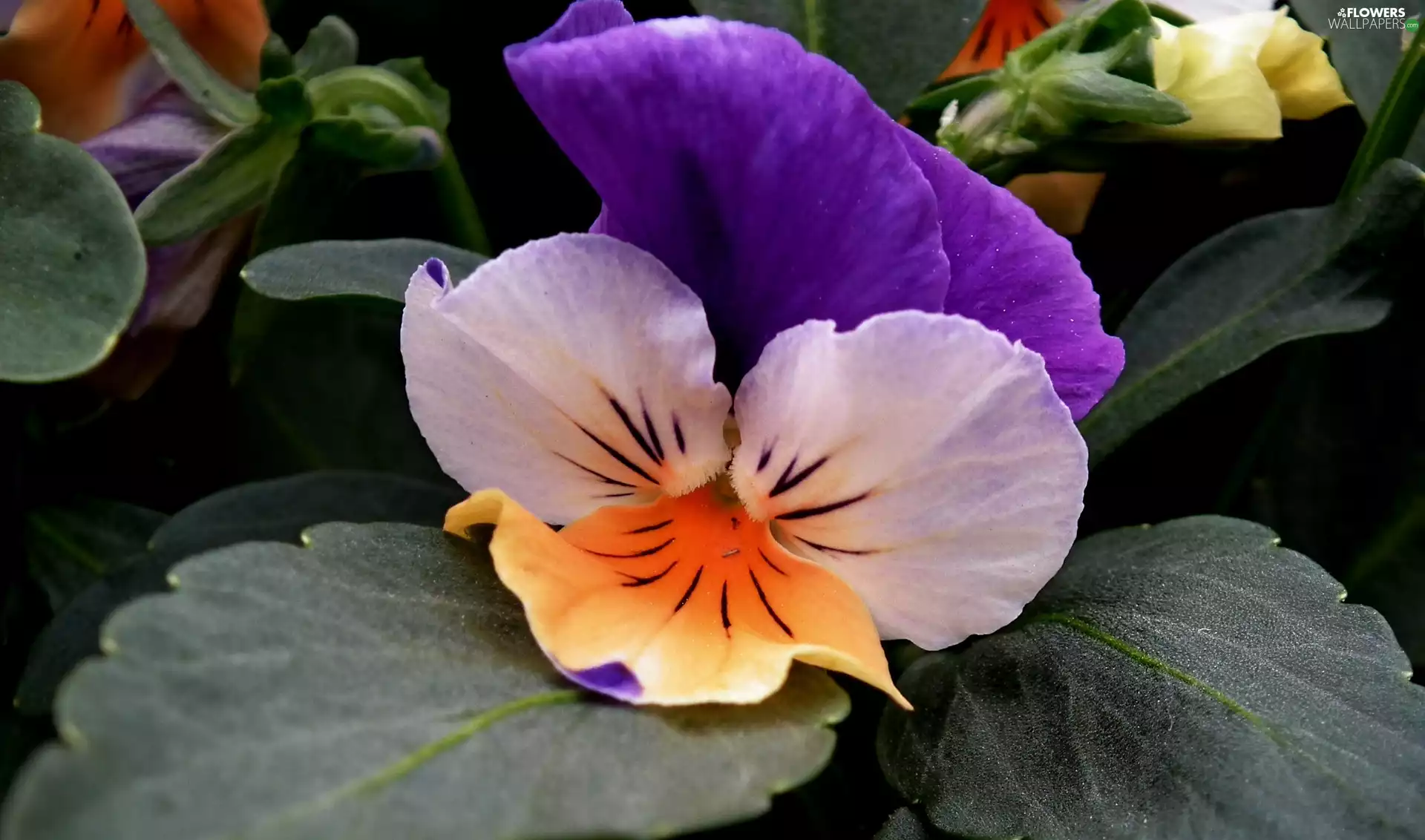pansy, nature, Colourfull Flowers