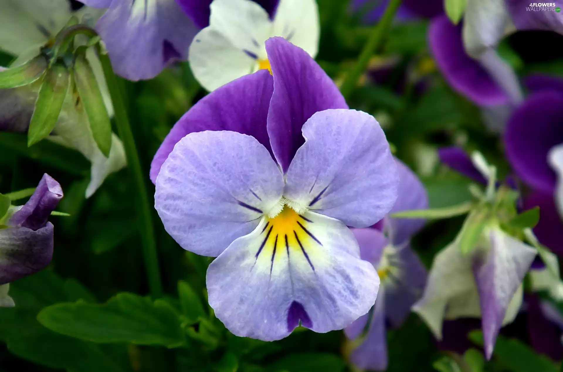 pansy, nature, Colourfull Flowers