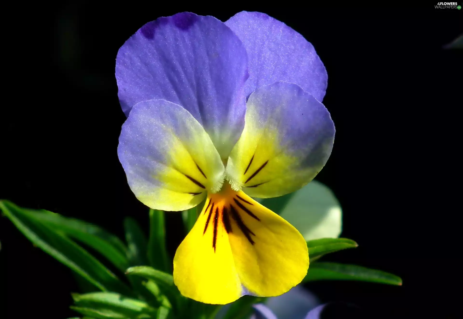 pansy, nature, Colourfull Flowers