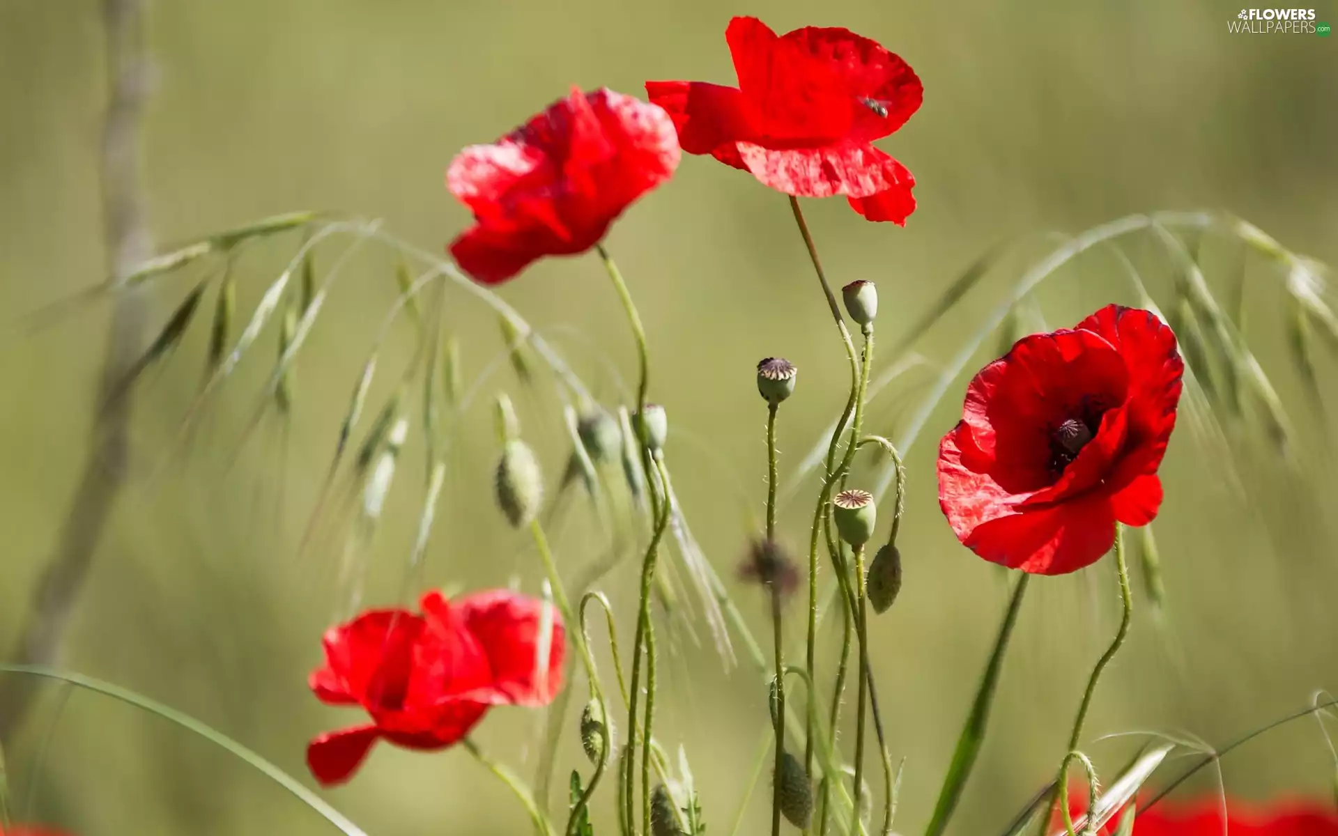 Flowers, papavers