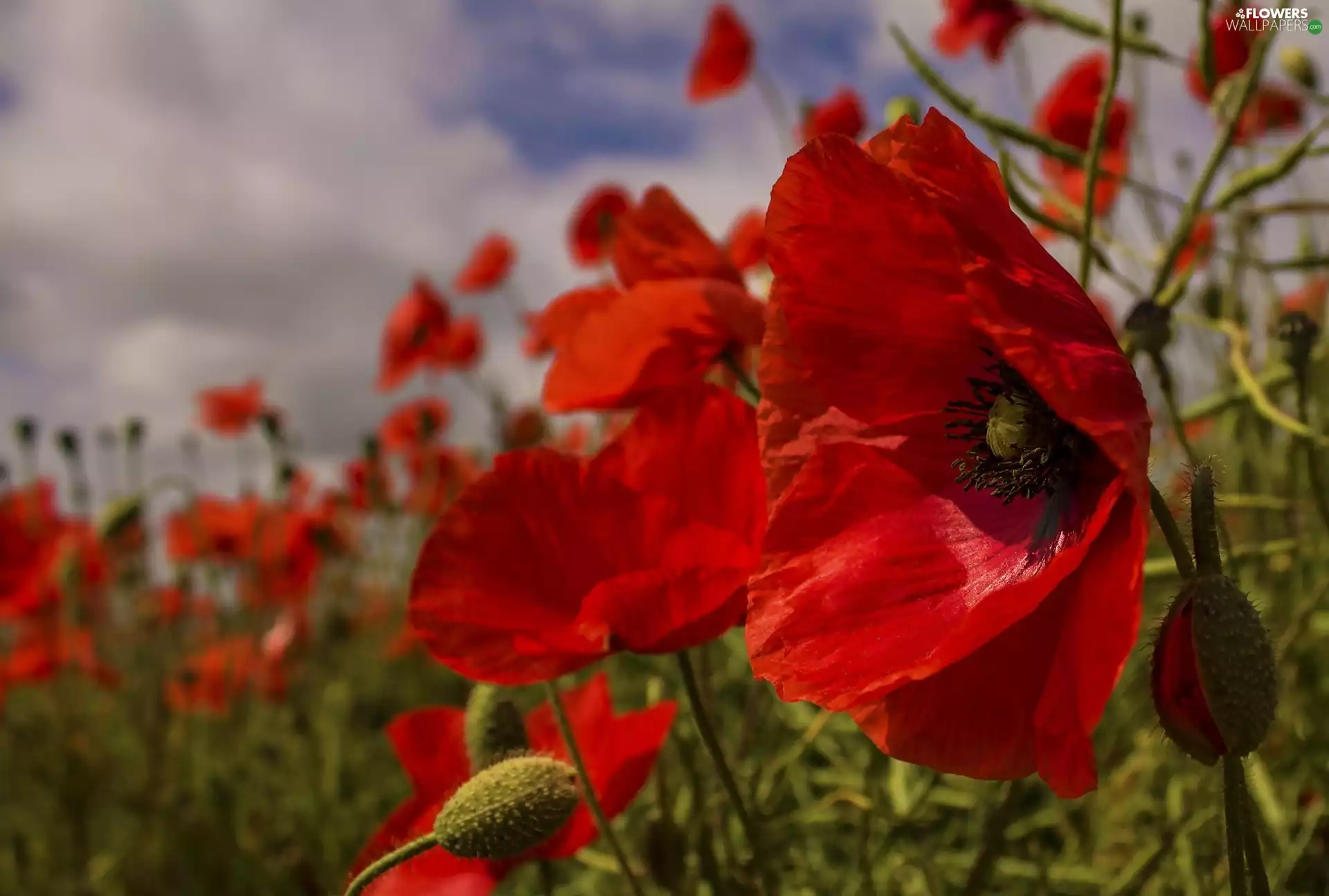 Flowers, papavers