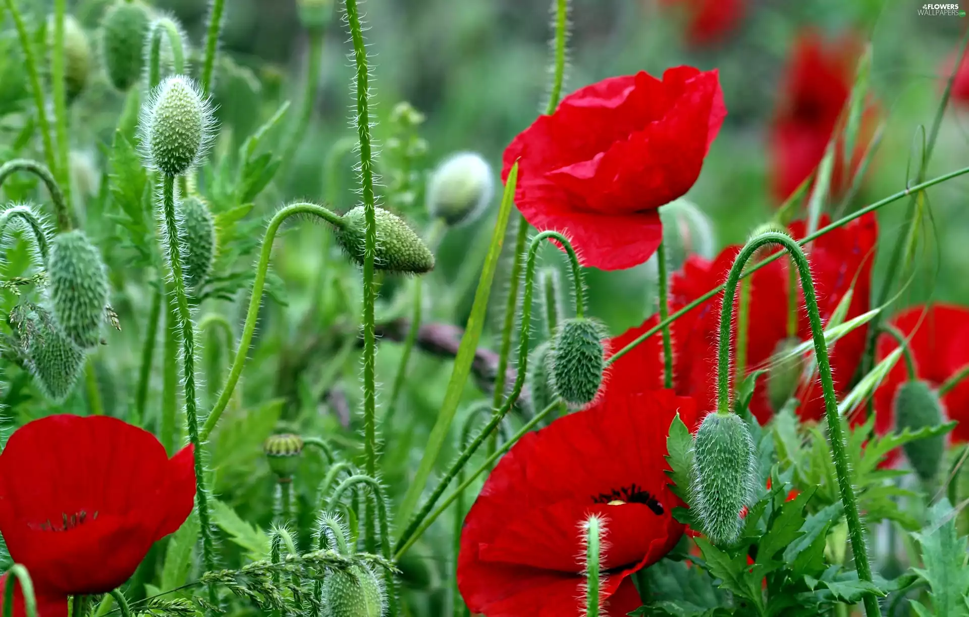 Flowers, papavers