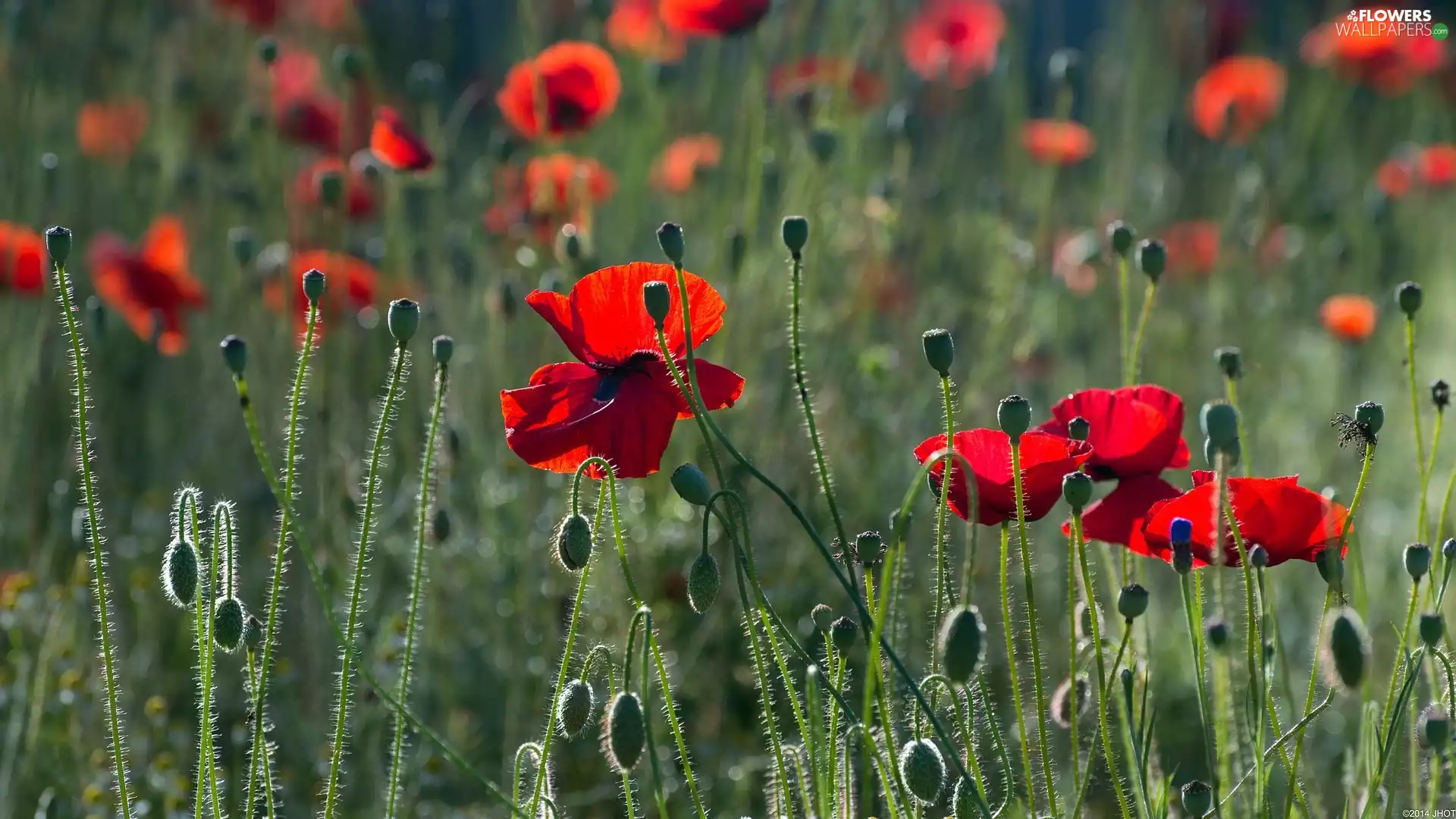 Flowers, papavers