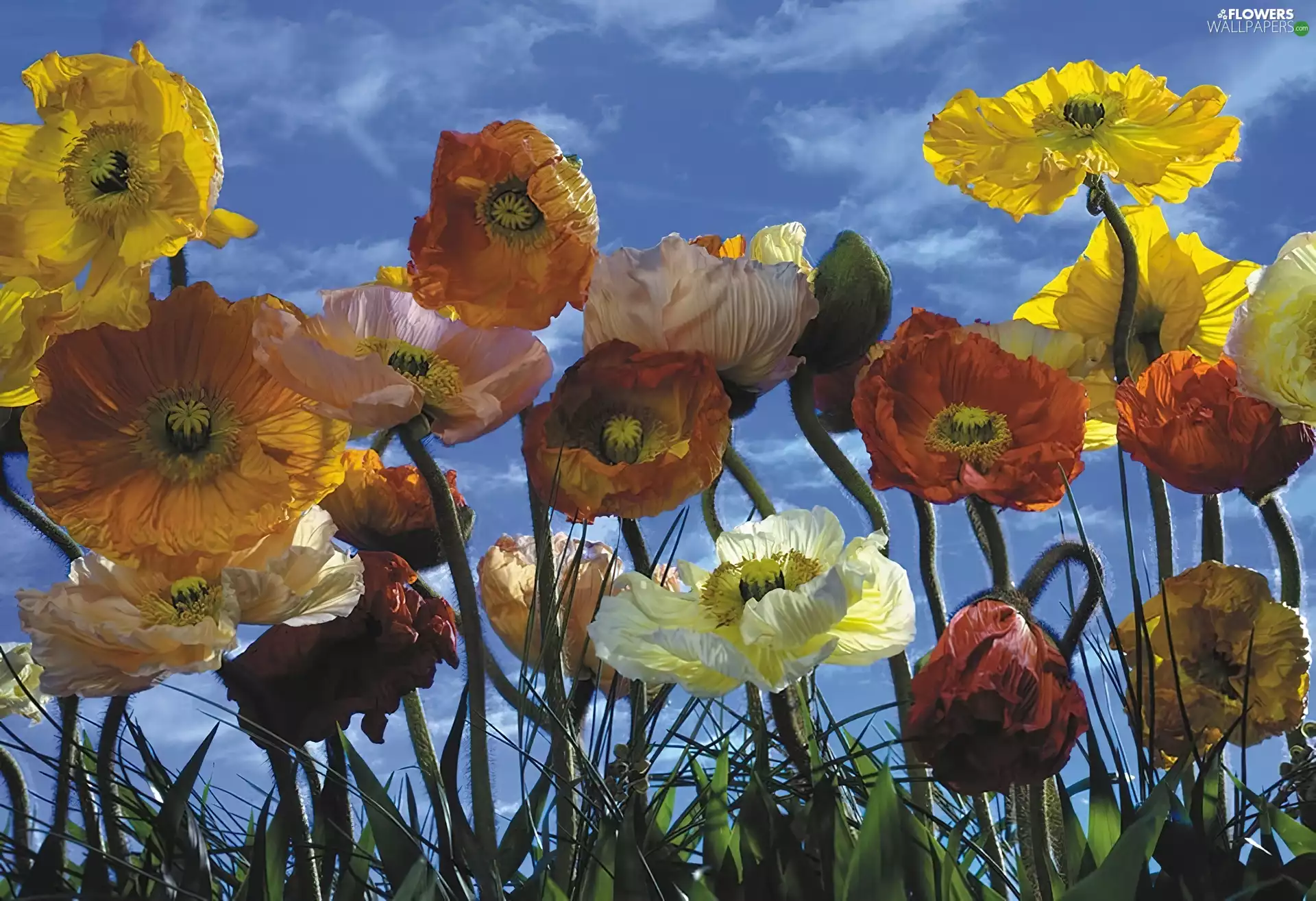 Flowers, papavers