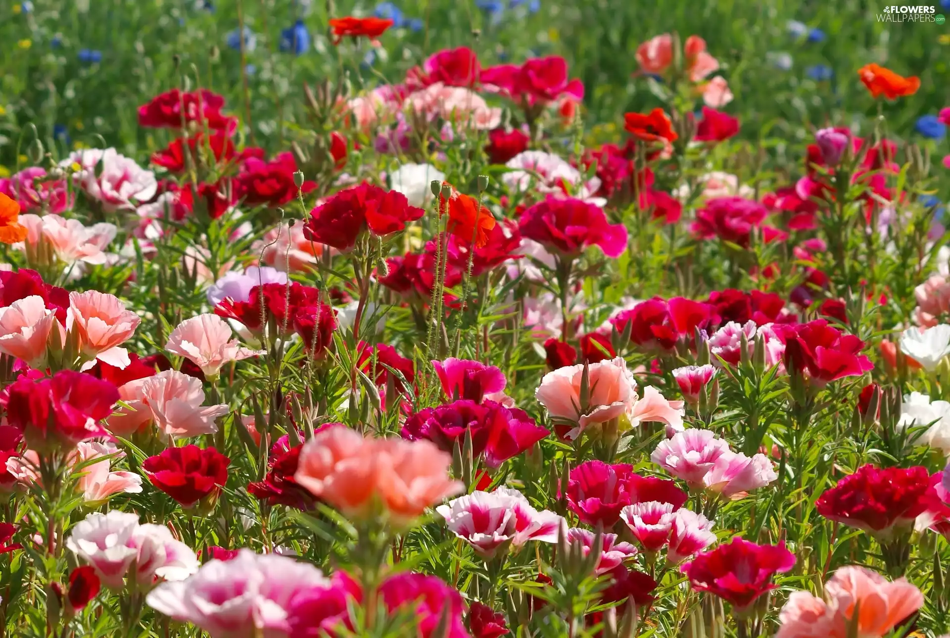Meadow, Flowers, papavers, Different colored