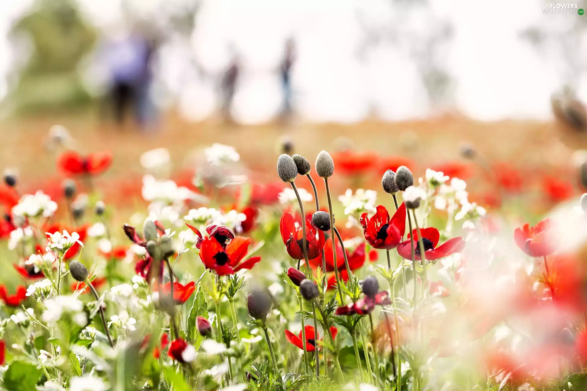 Flowers, Meadow, papavers