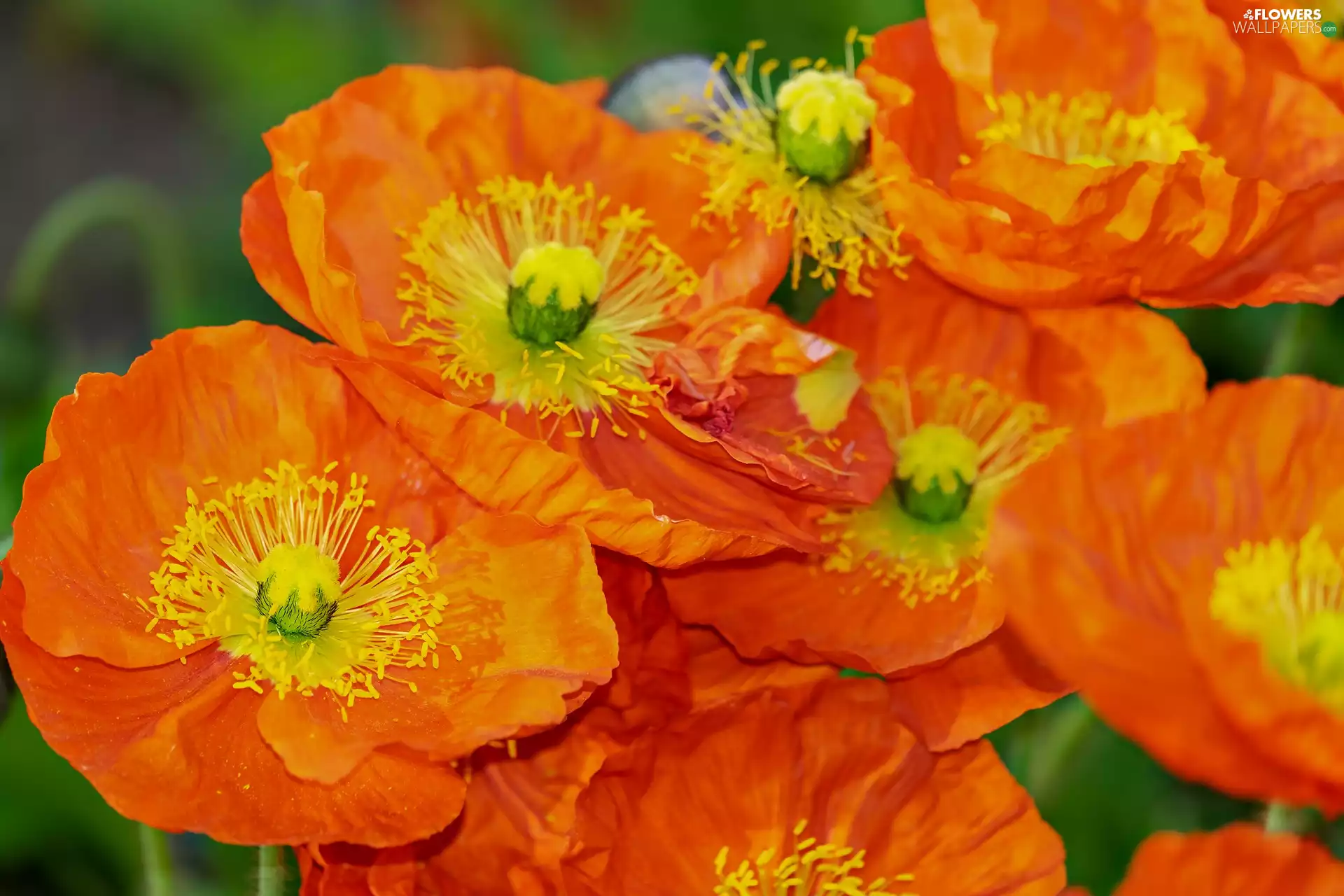 Flowers, Orange, papavers