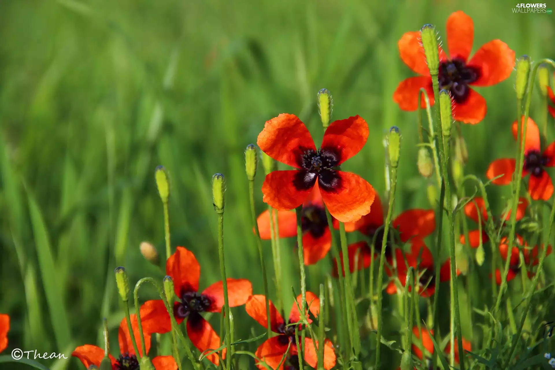Flowers, Red, papavers