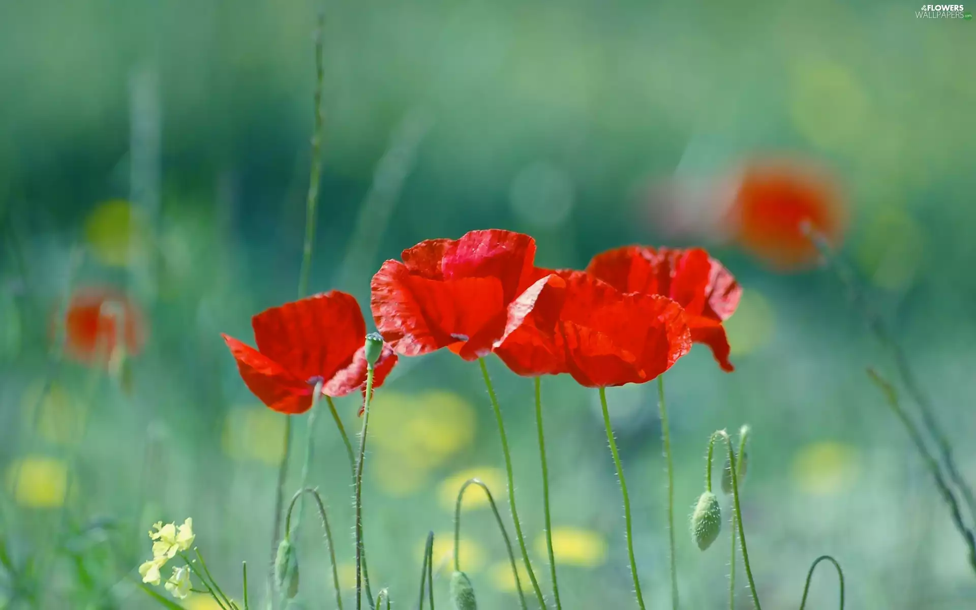 Flowers, Red, papavers