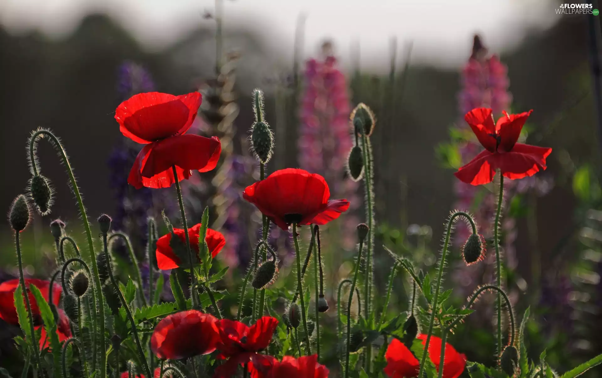 Flowers, Red, papavers